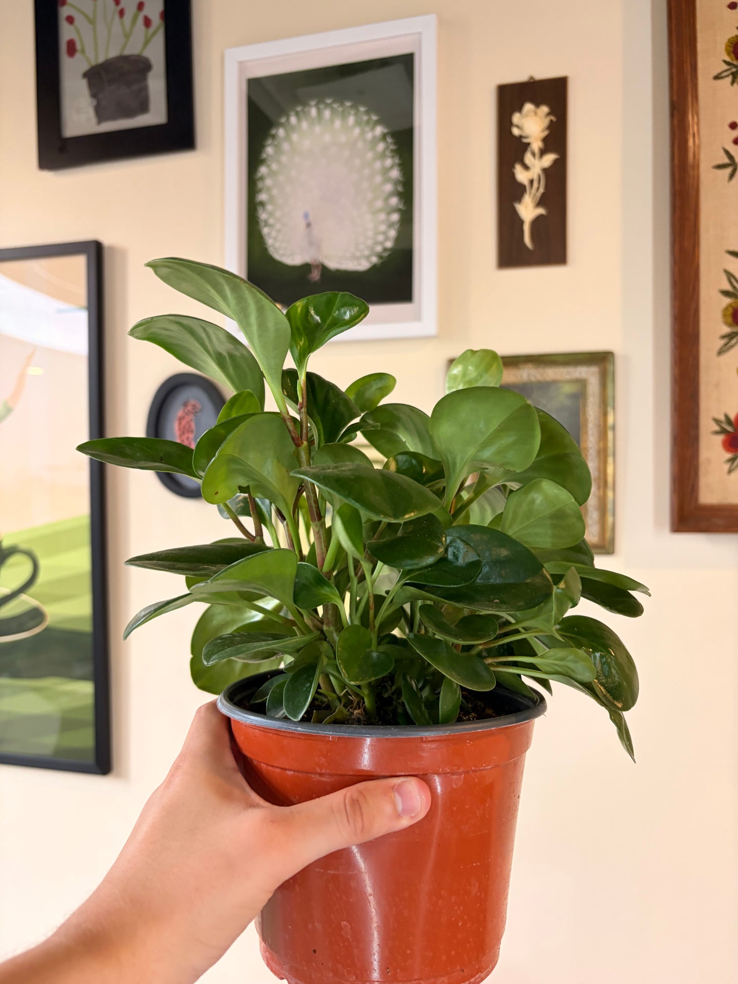 Assorted Peperomia, 6" pot