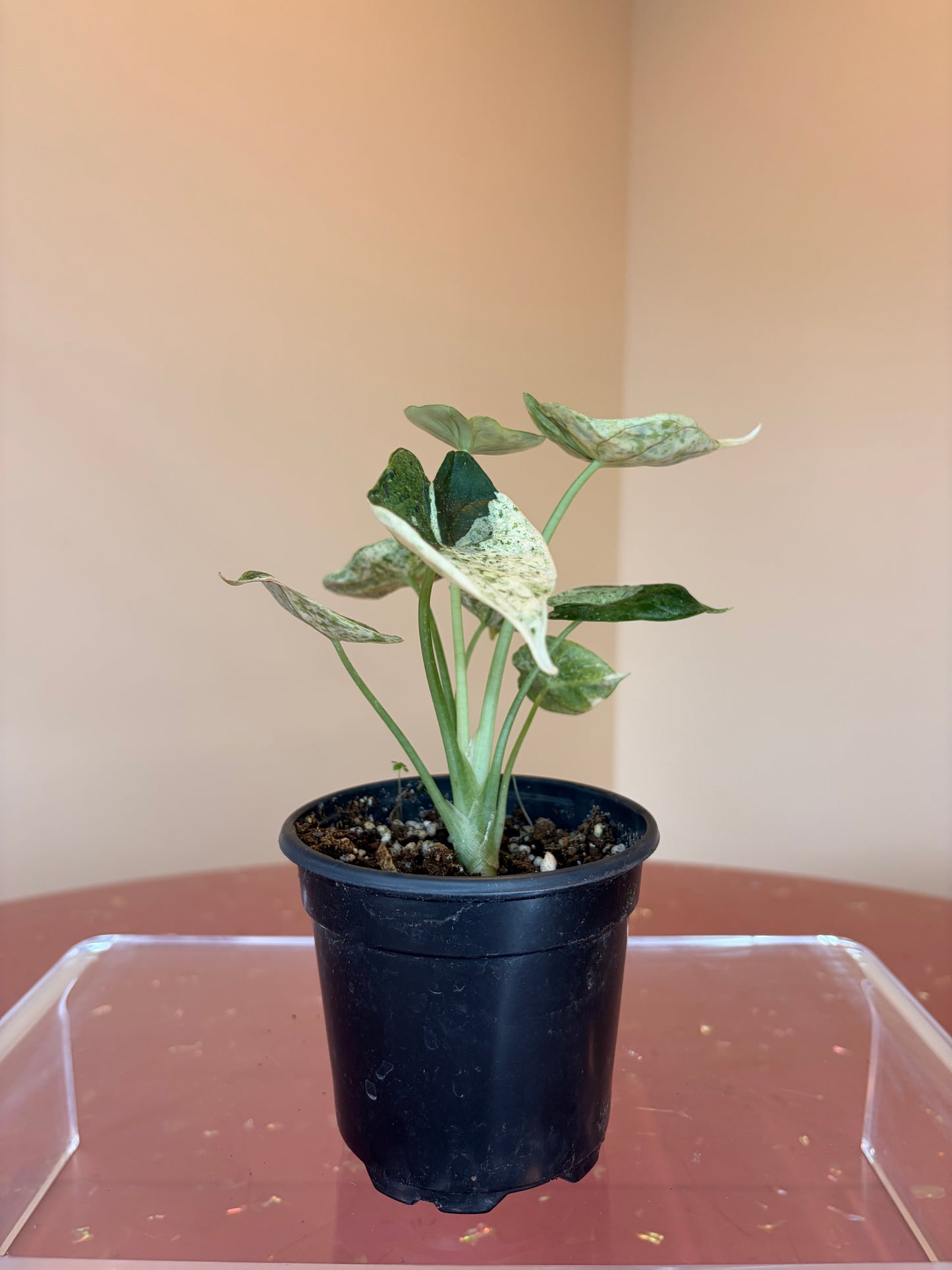 Variegated Alocasia Dragon Scale Mint, 4" pot