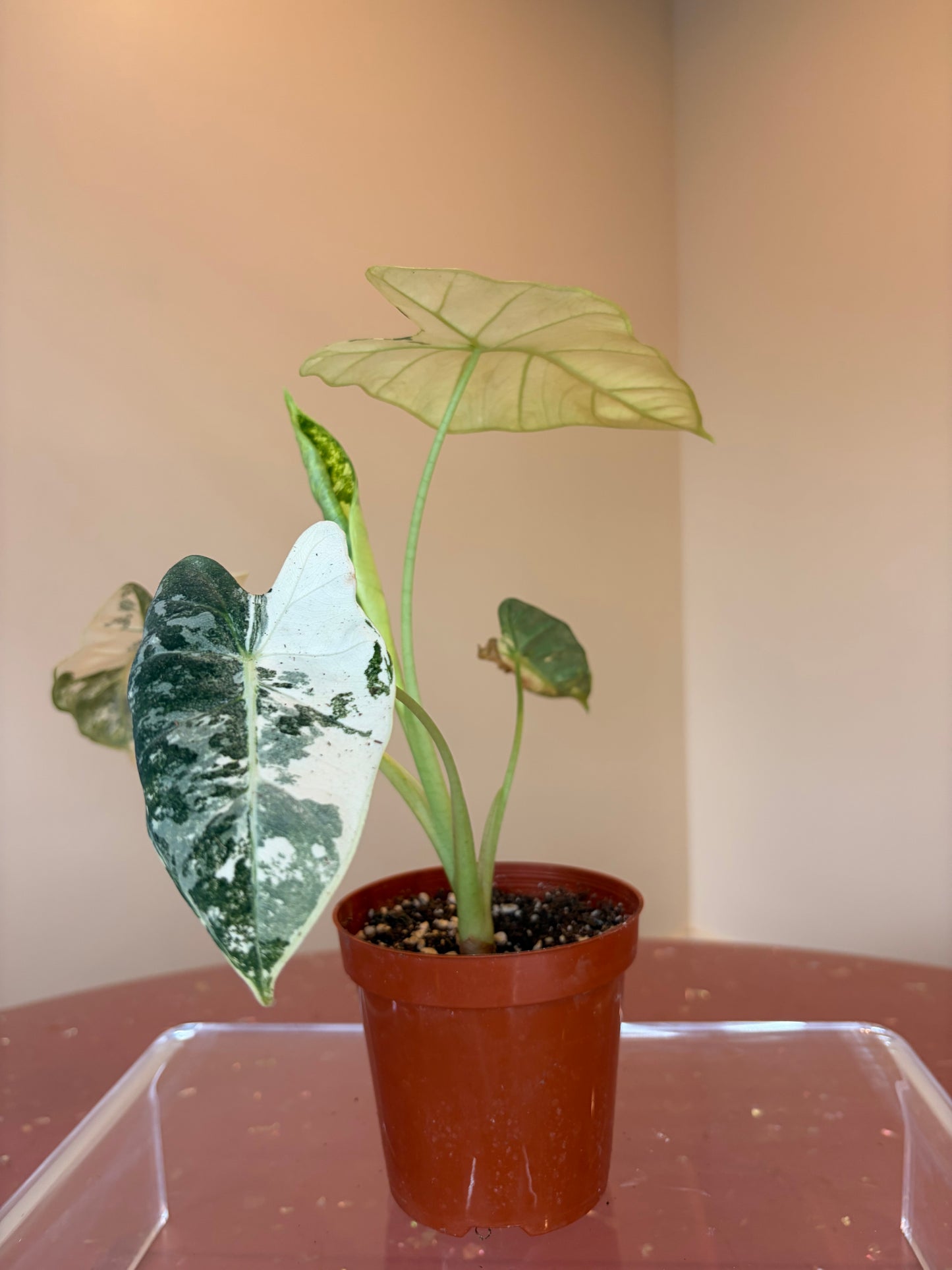 Alocasia Frydek Variegated, 4" pot