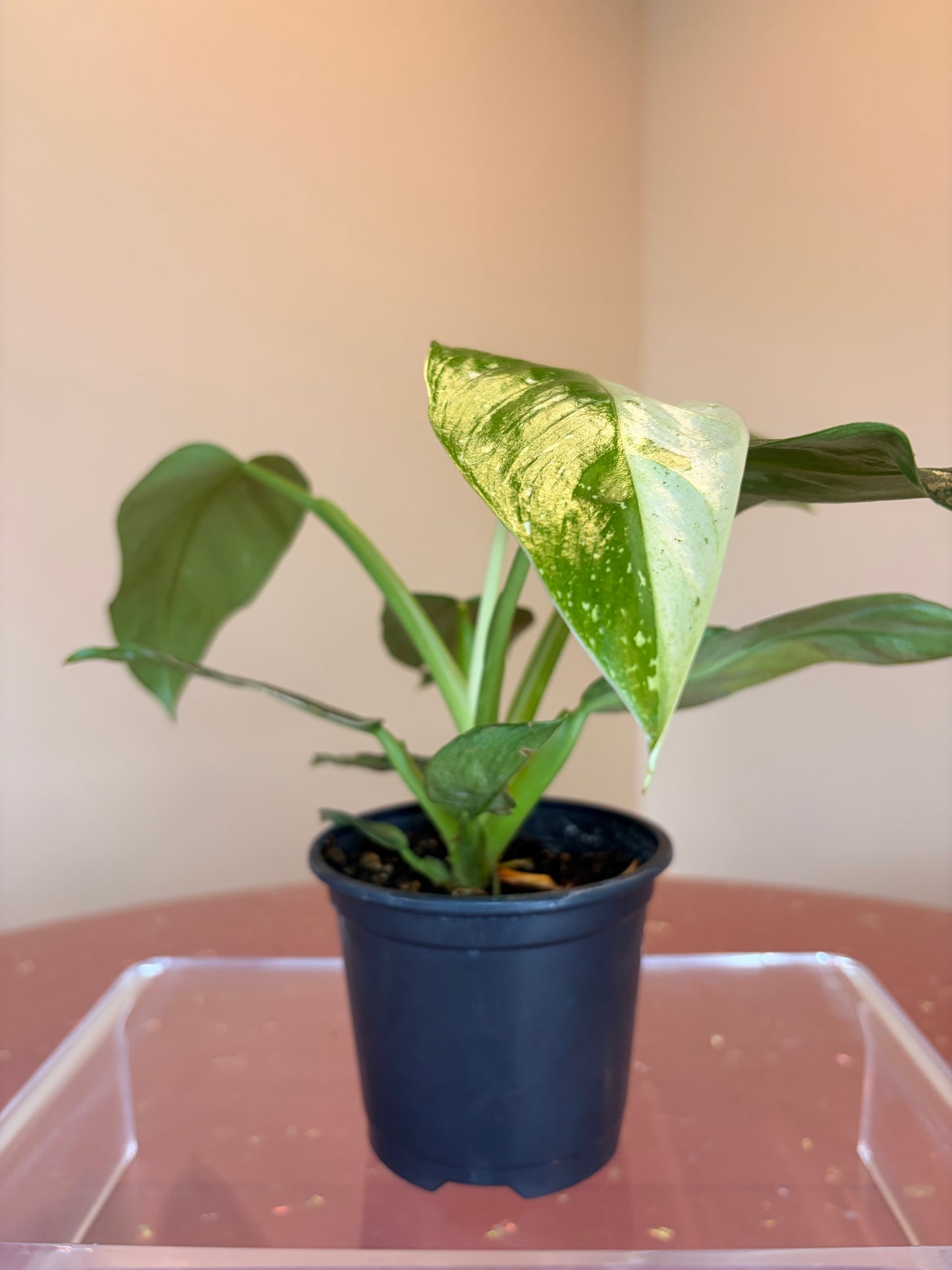 Philodendron Jose Bueno, 4.5" pot