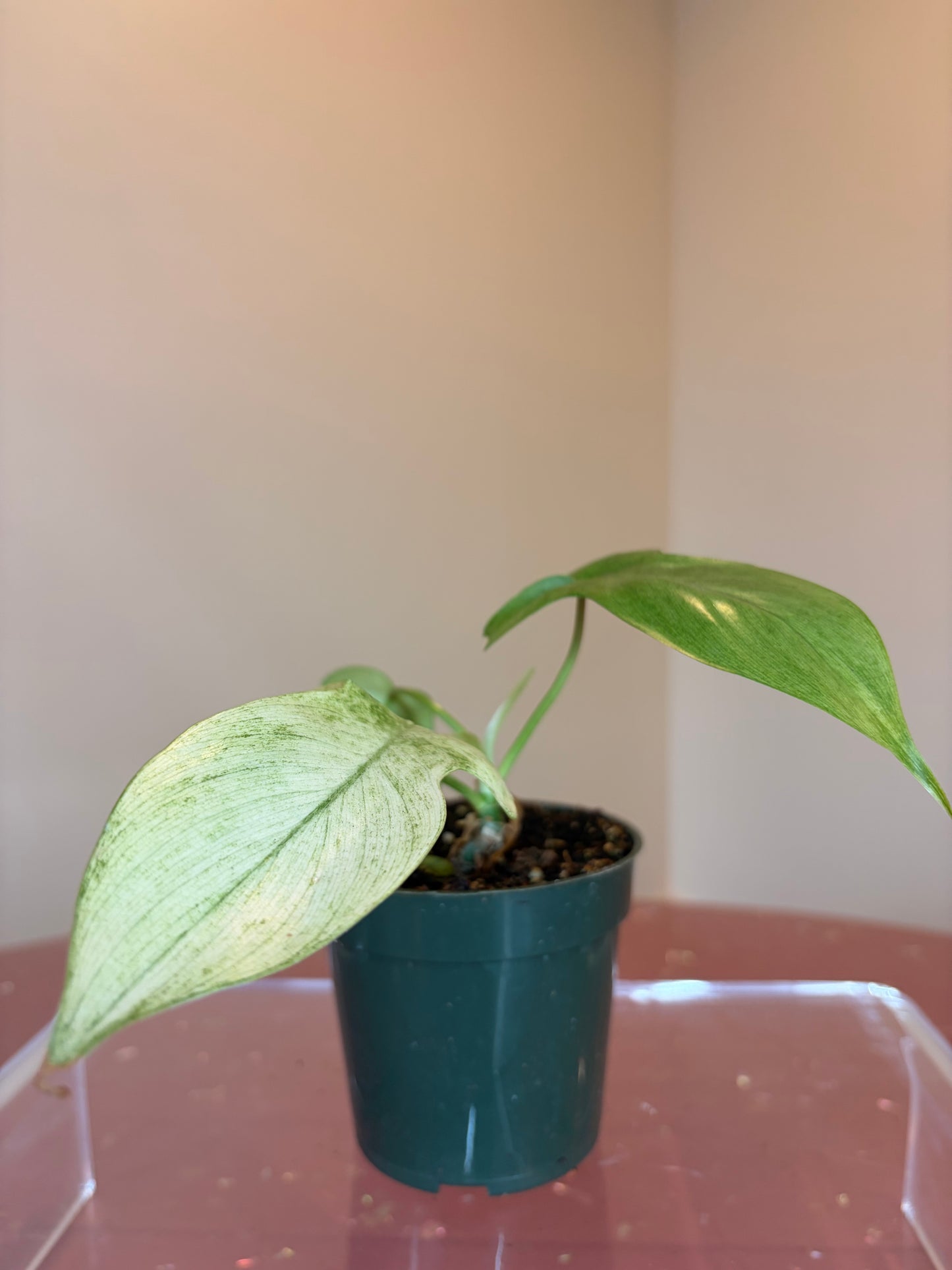 Philodendron Florida Ghost, 4" pot