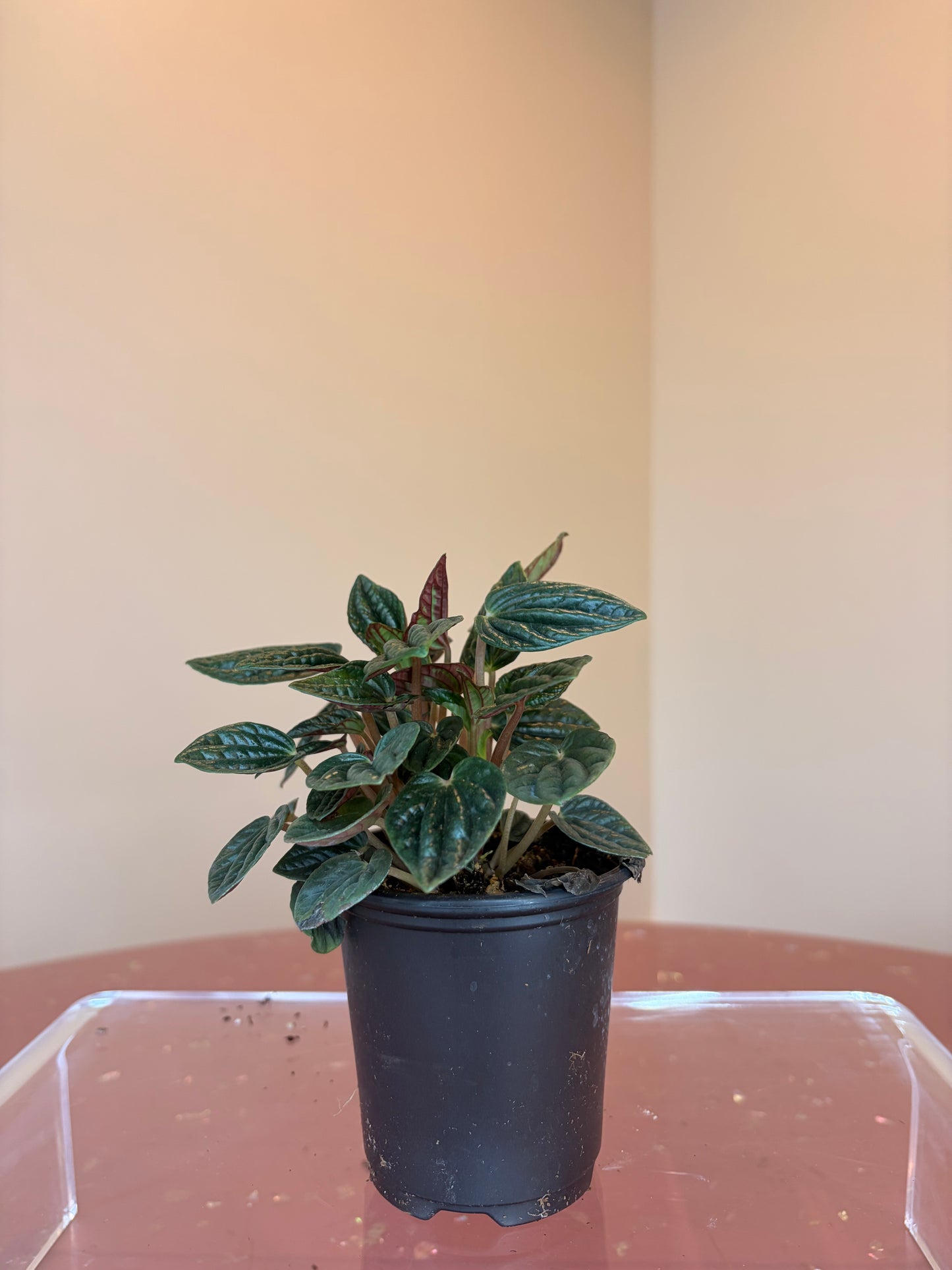 Peperomia Caperata Amazonas, 3" pot