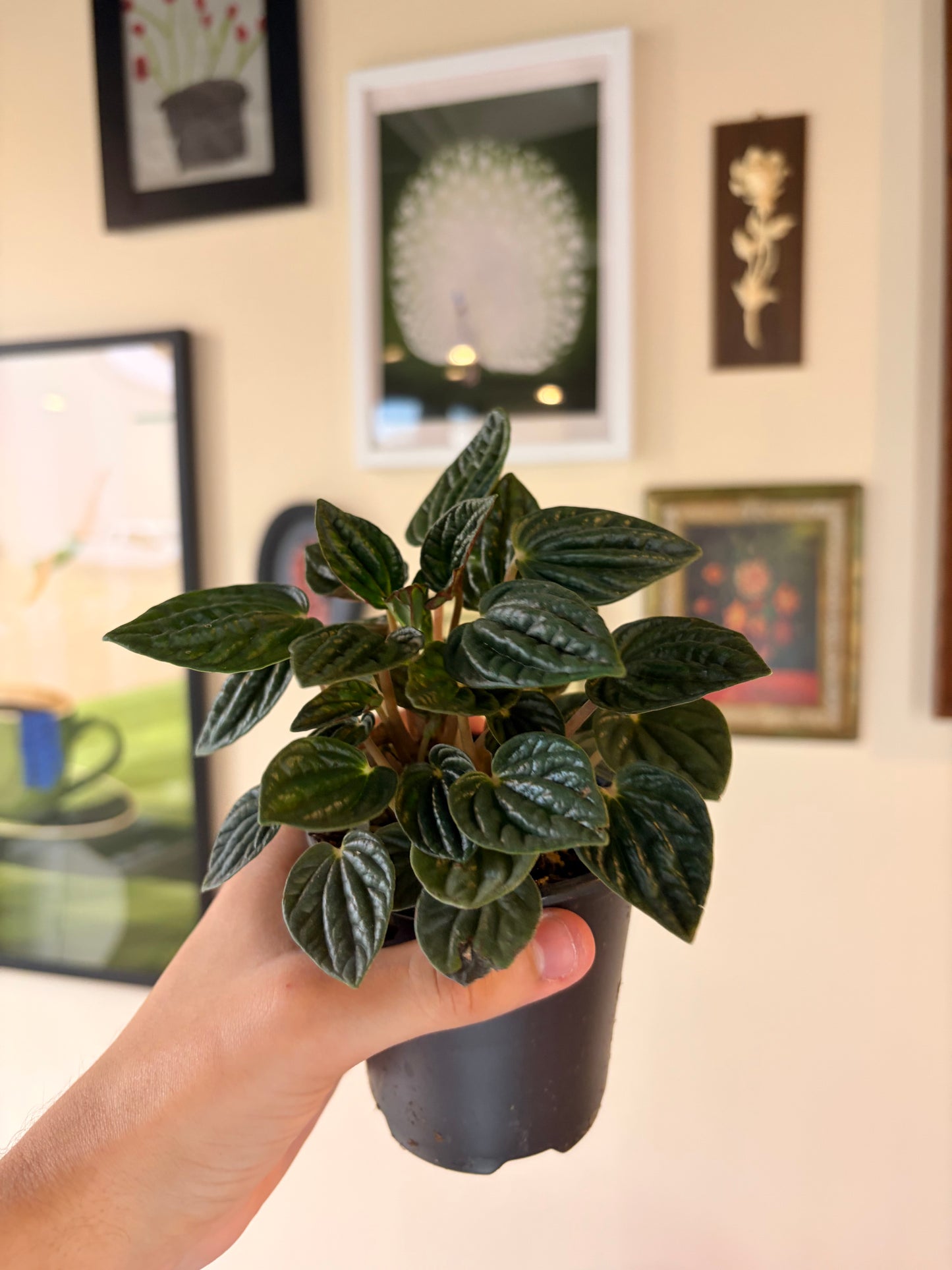 Peperomia Caperata Amazonas, 3" pot