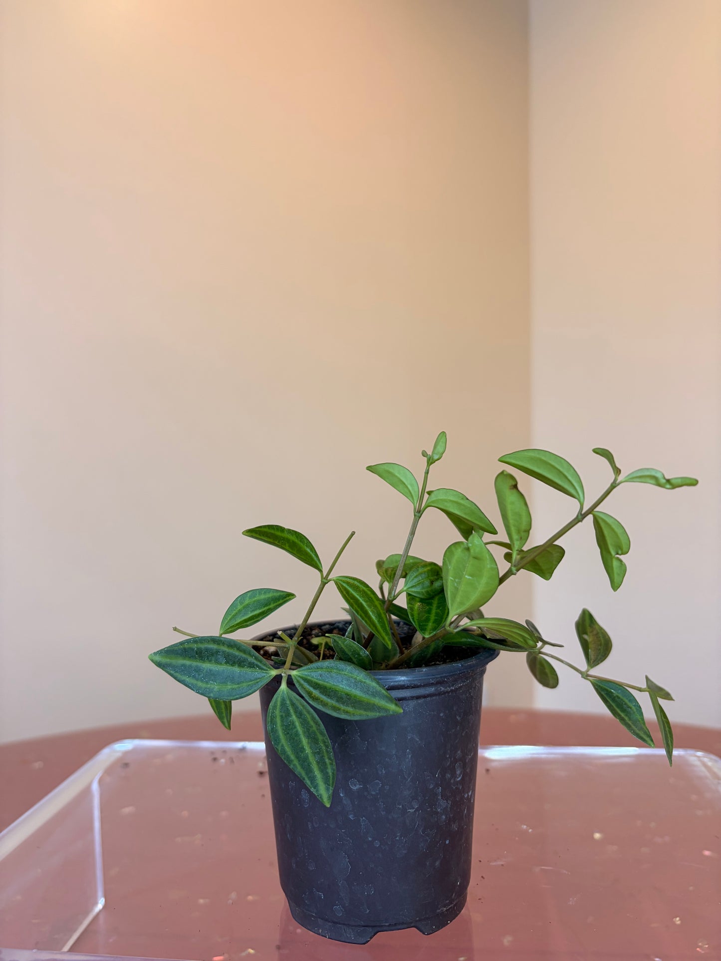 Beetle Peperomia, 3" pot
