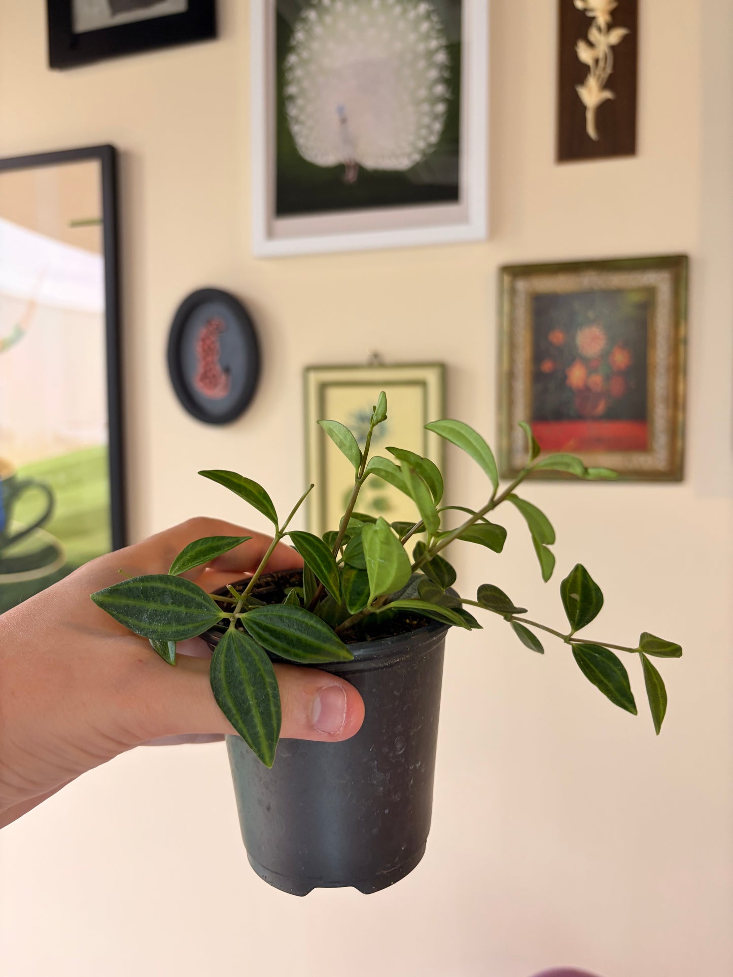 Beetle Peperomia, 3" pot