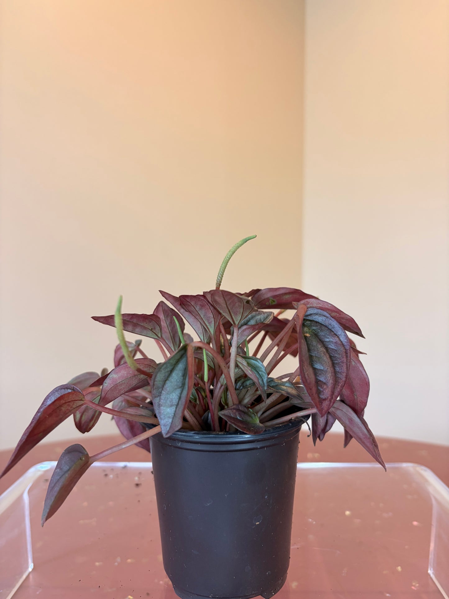 Peperomia Caperata Cayenne, 3" pot