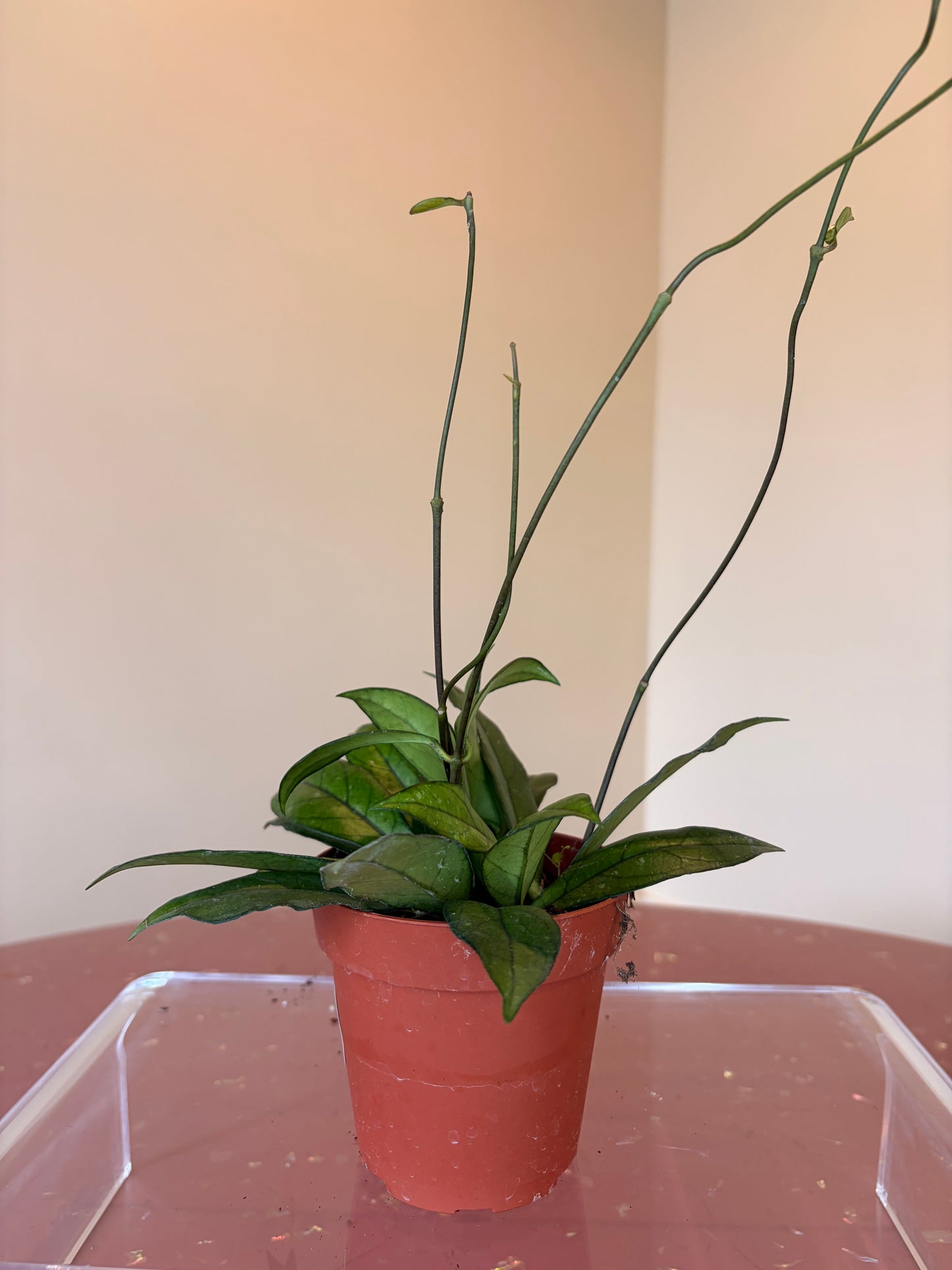 Hoya Crassiopetiolata, 4" pot