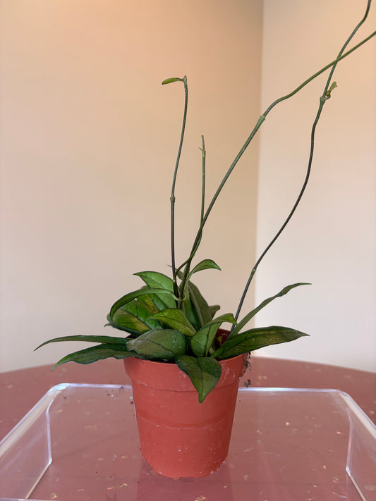 Hoya Crassiopetiolata, 4" pot