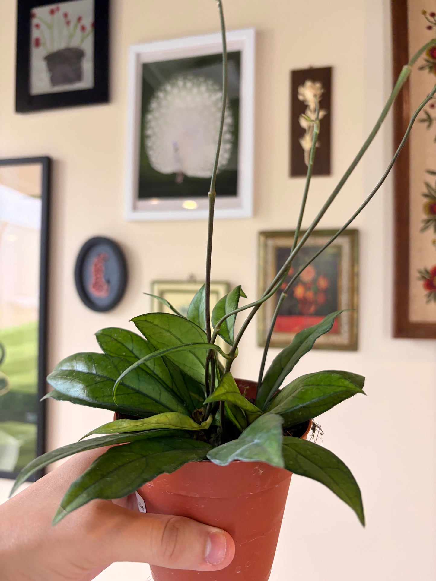 Hoya Crassiopetiolata, 4" pot