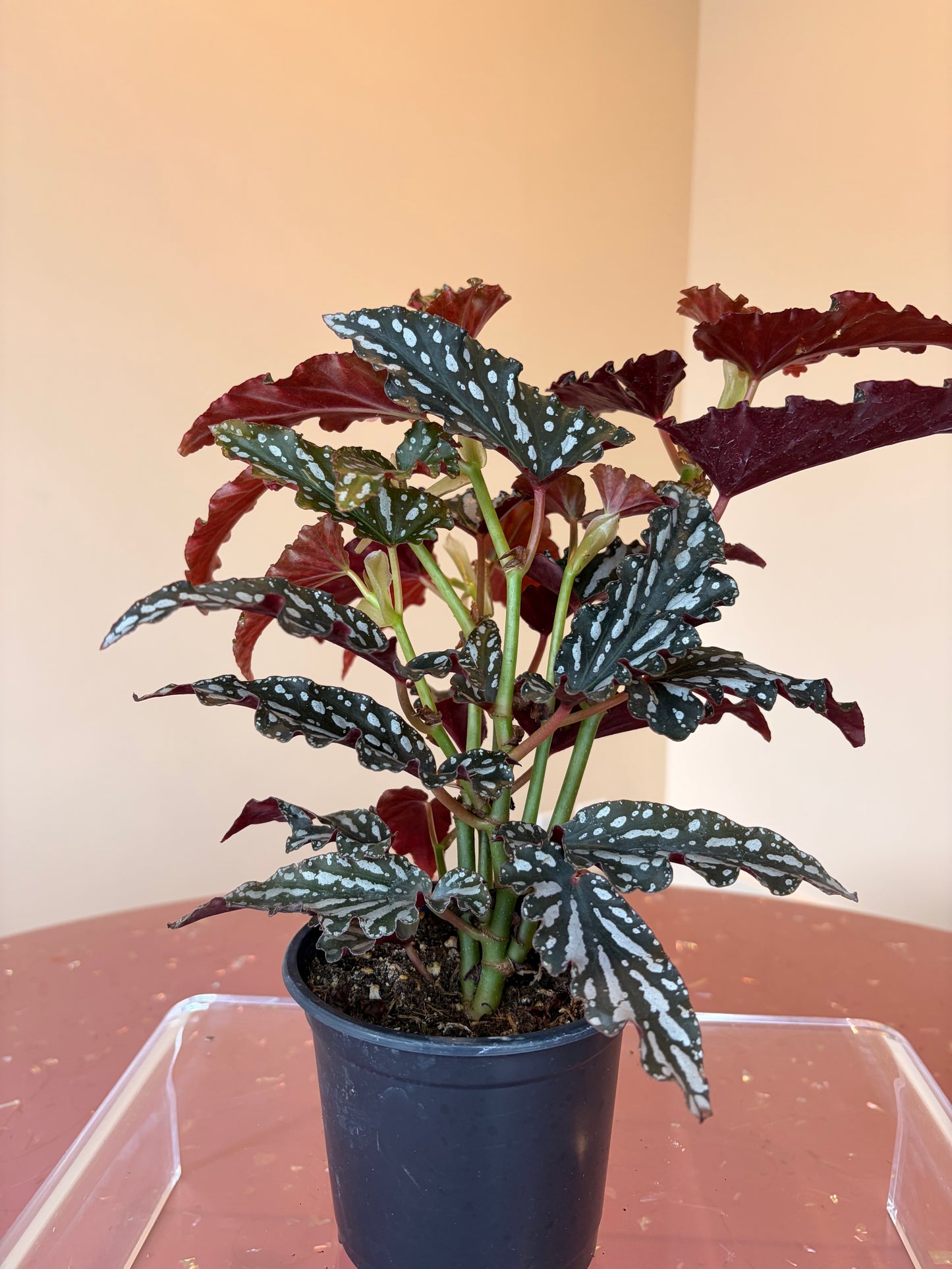 Begonia Spotlight Dark, 4.5" pot