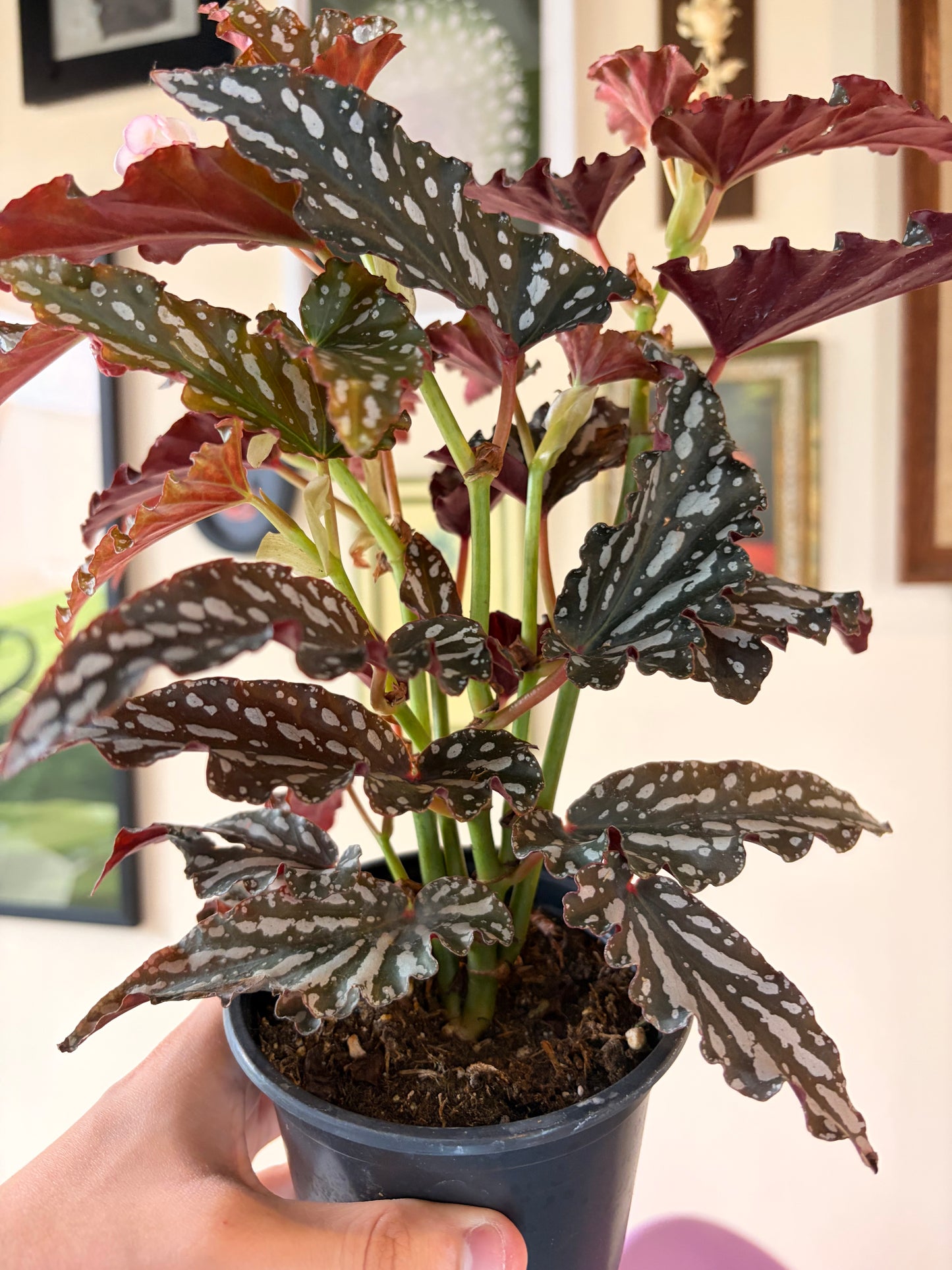 Begonia Spotlight Dark, 4.5" pot
