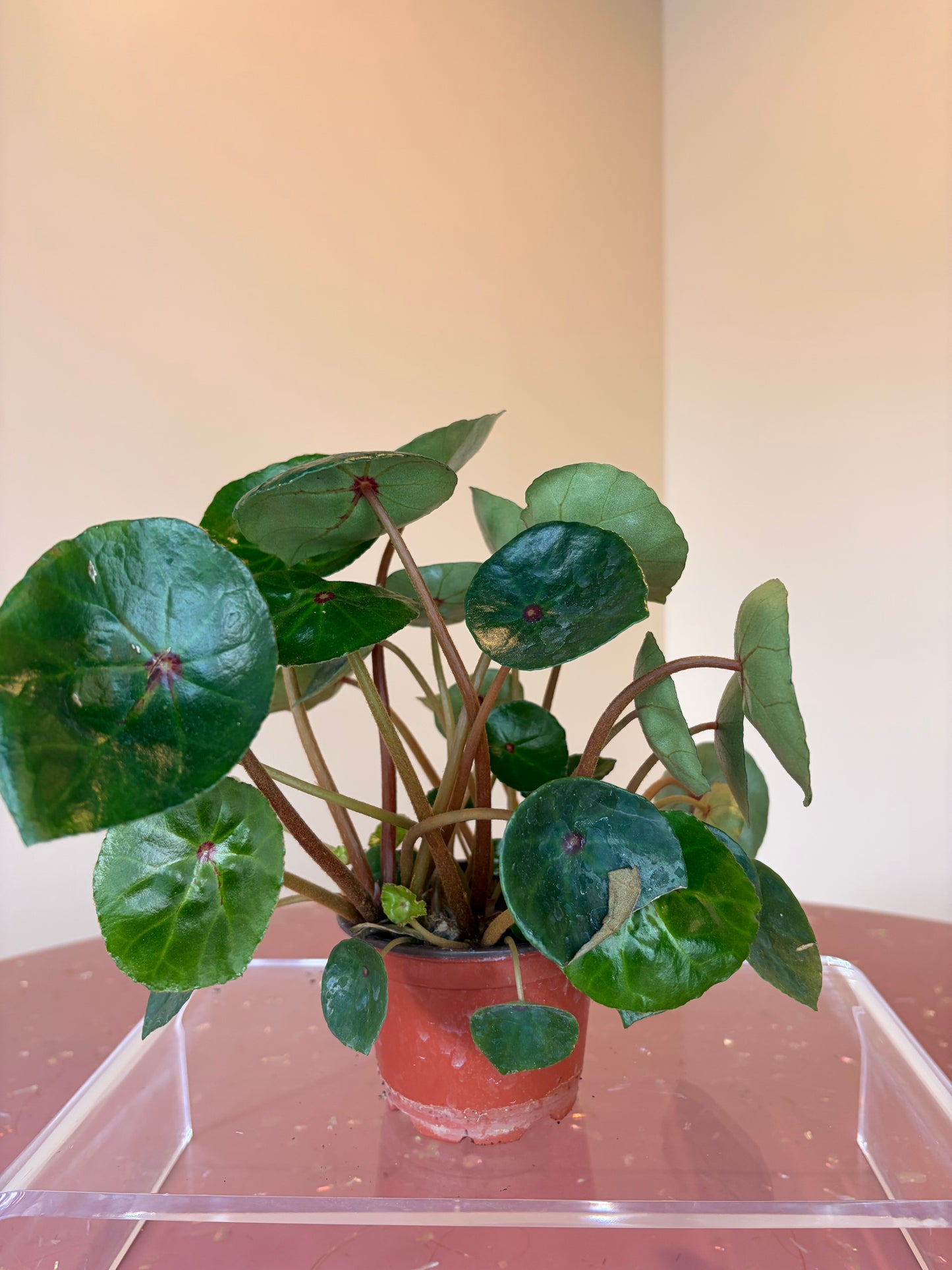 Begonia Conchifolia Red Ruby, 4" pot