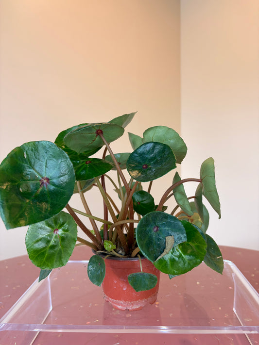 Begonia Conchifolia Red Ruby, 4" pot