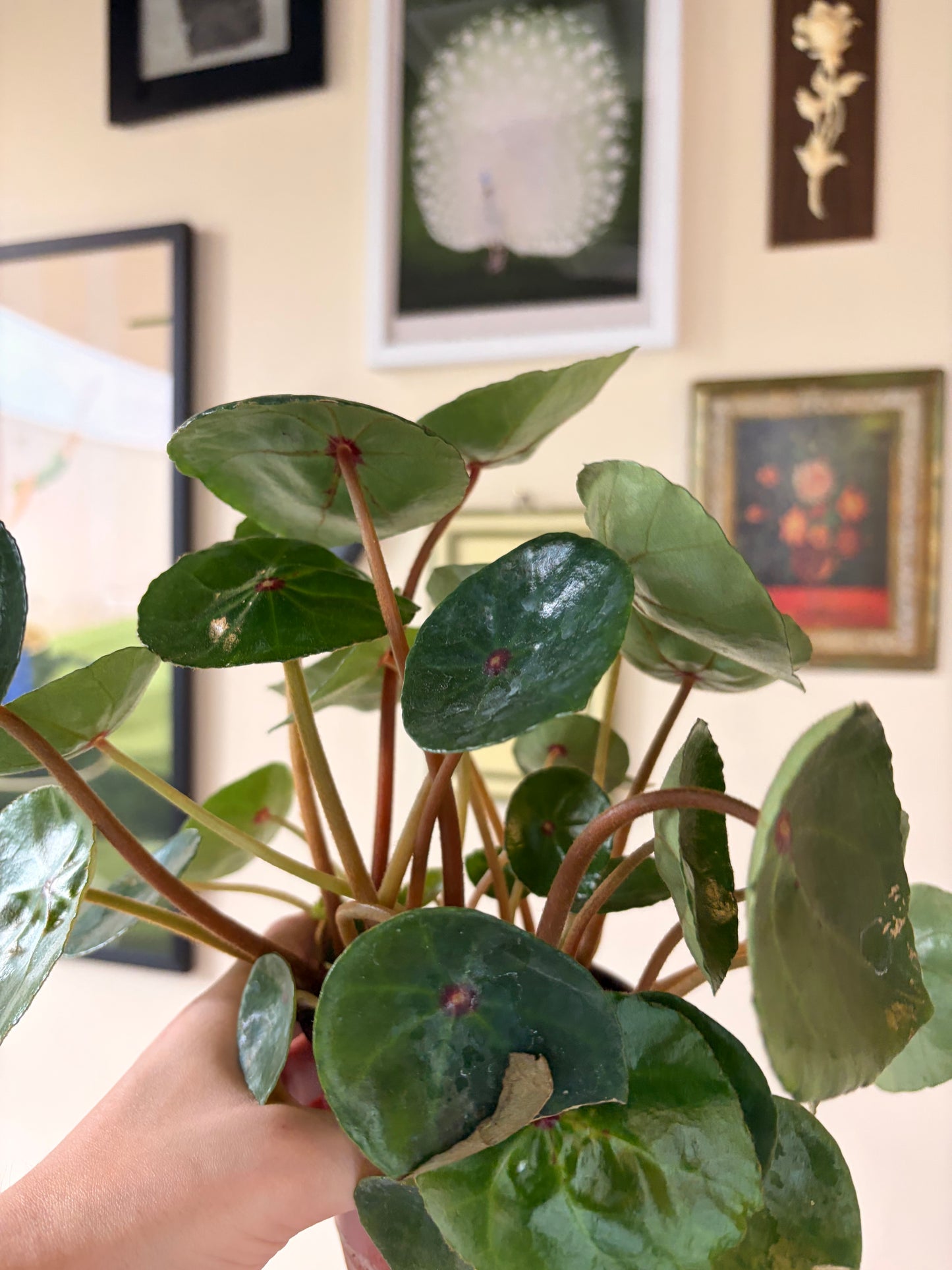 Begonia Conchifolia Red Ruby, 4" pot