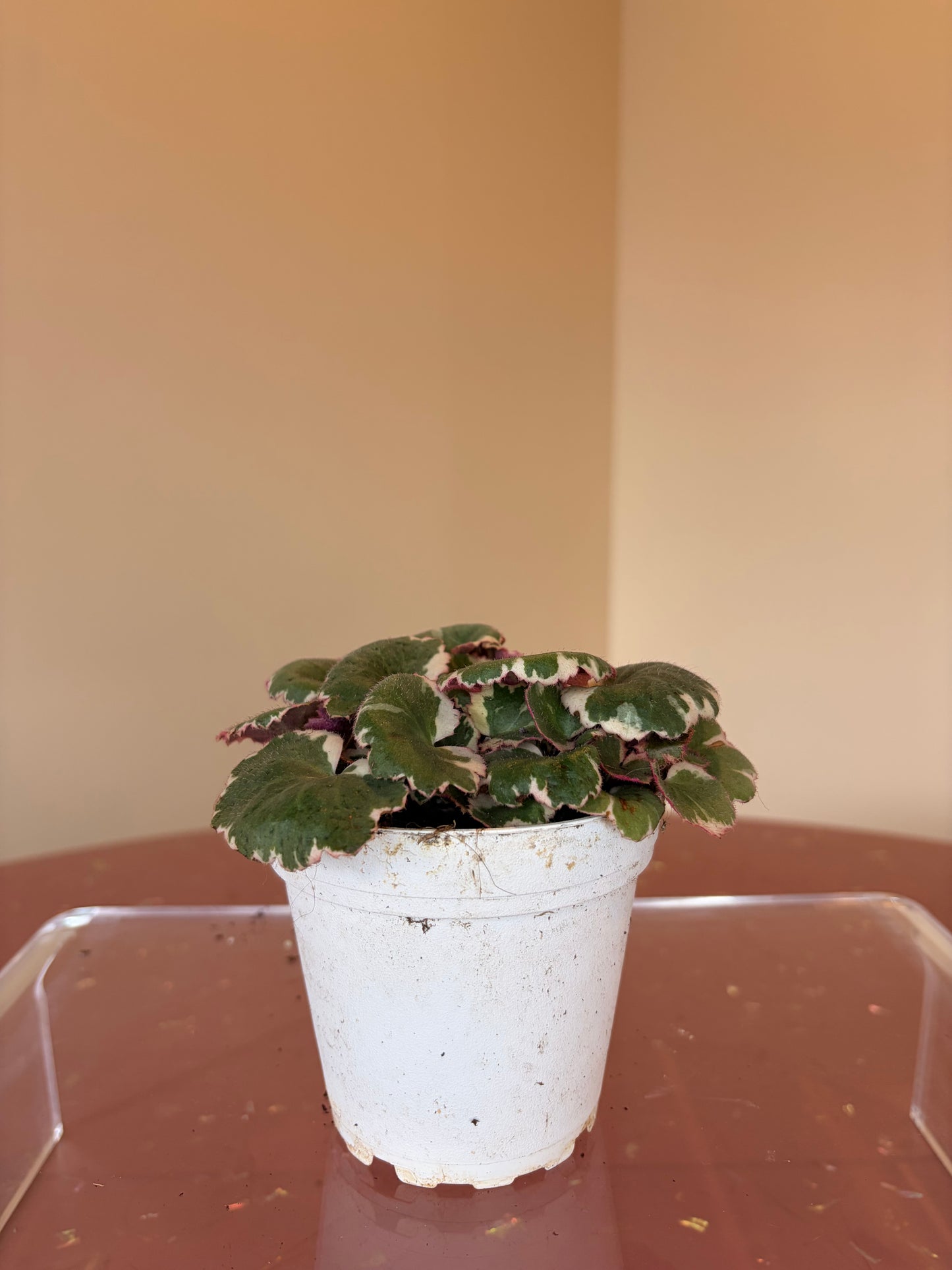 Strawberry Begonia Variegated, 4" pot