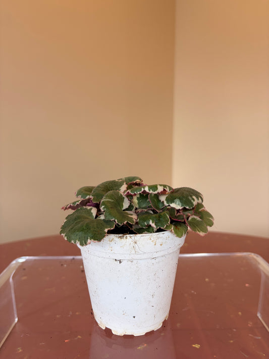 Strawberry Begonia Variegated, 4" pot