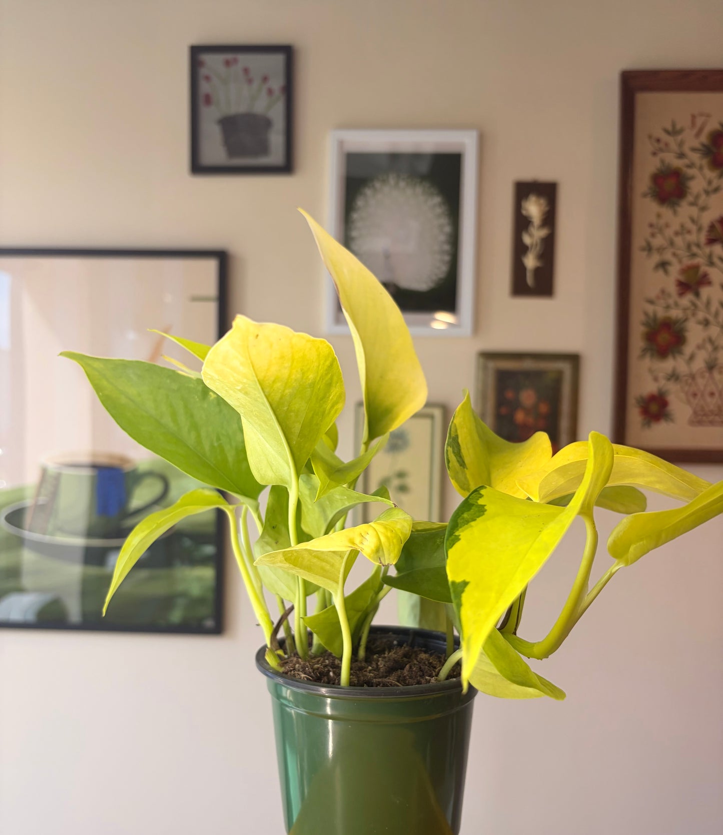 Neon Pothos