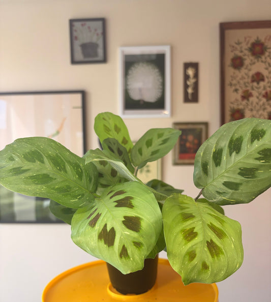 Maranta Green Variegated