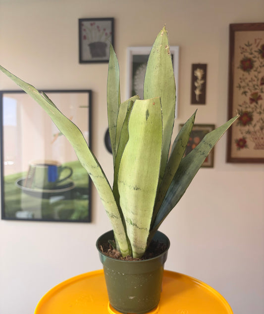Assorted Snake Plant