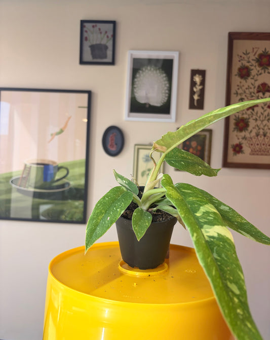 Philodendron 'Ring of Fire'