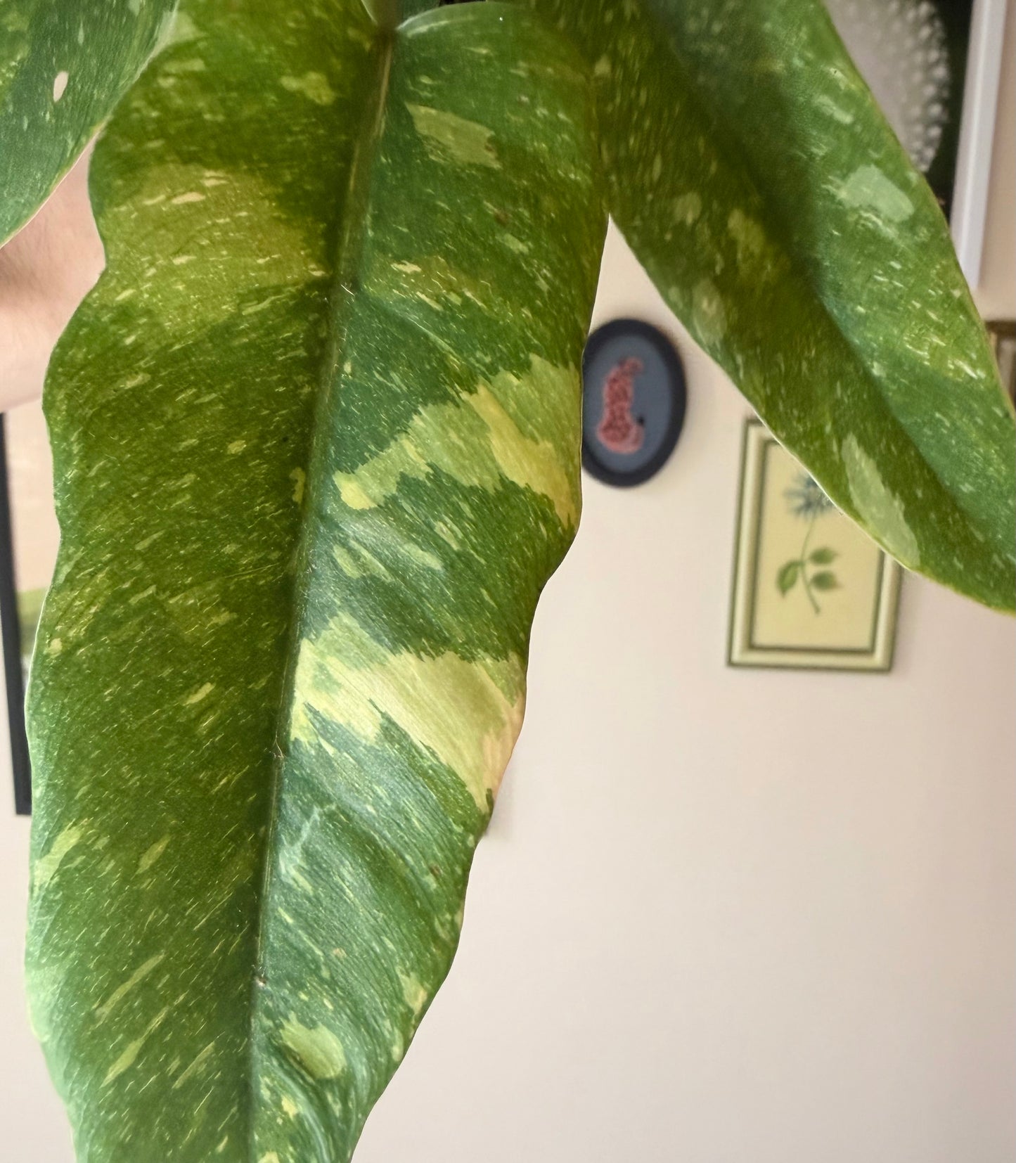 Philodendron 'Ring of Fire'