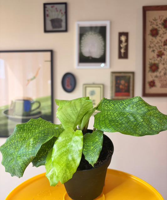 Calathea Network