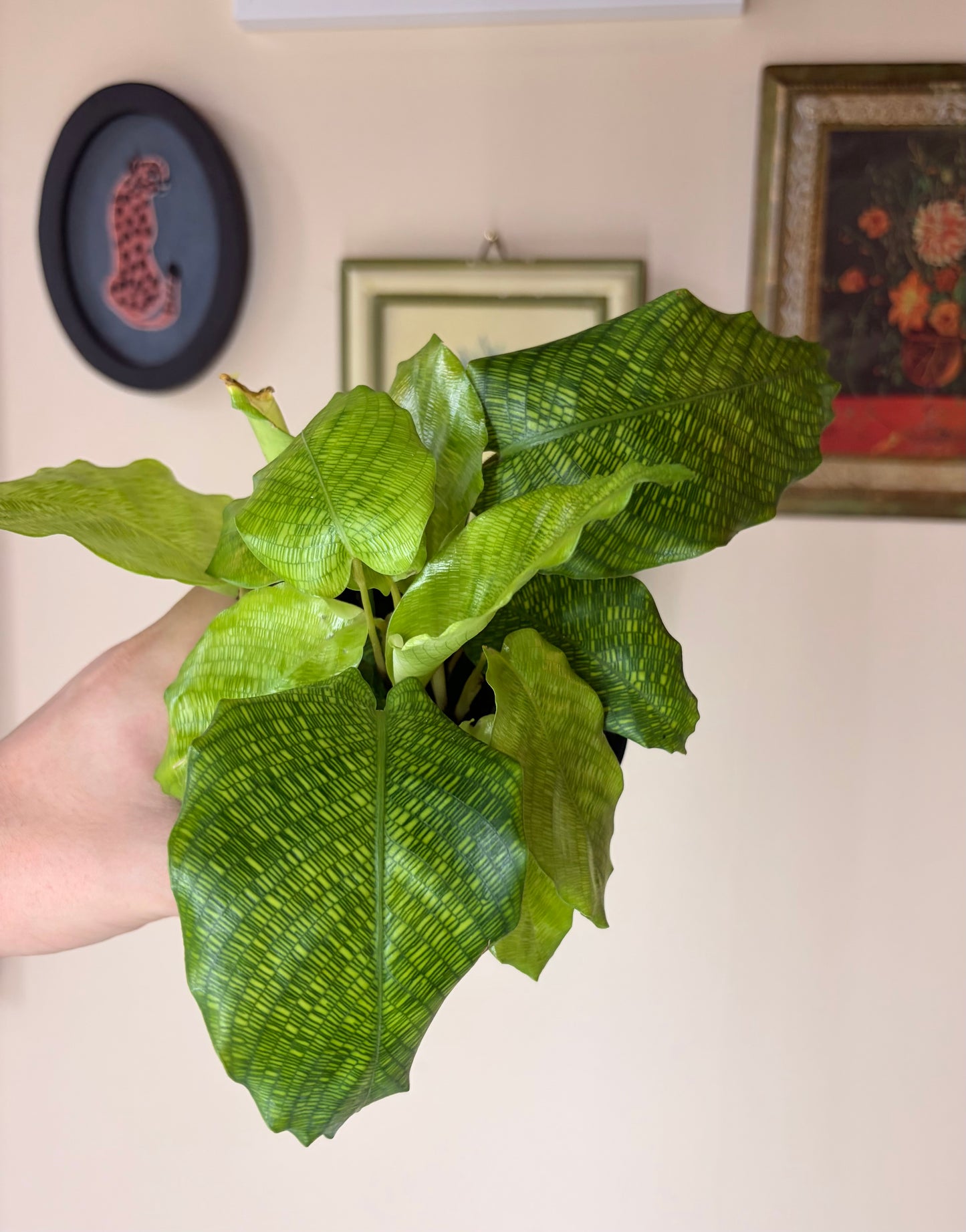 Calathea Network