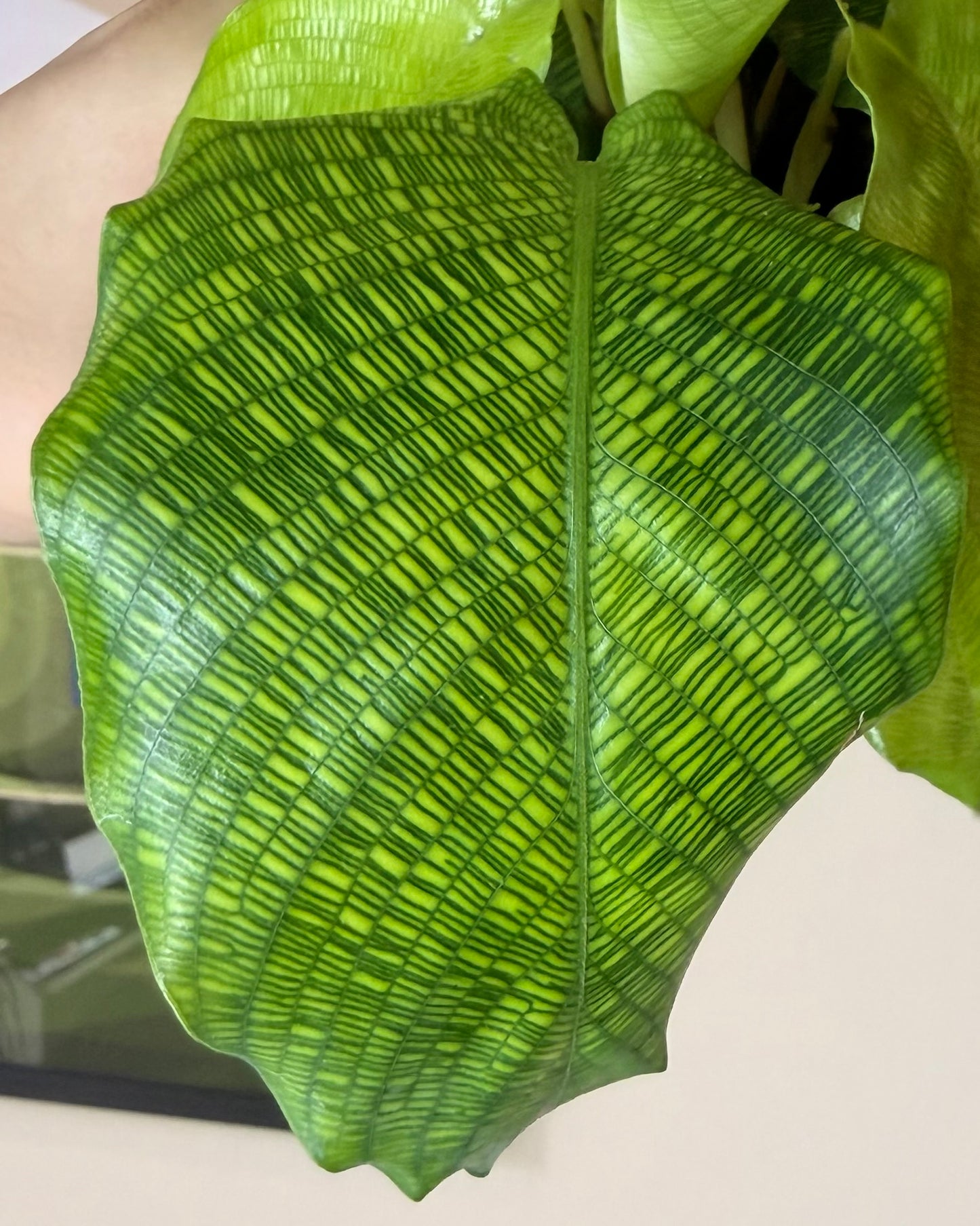 Calathea Network