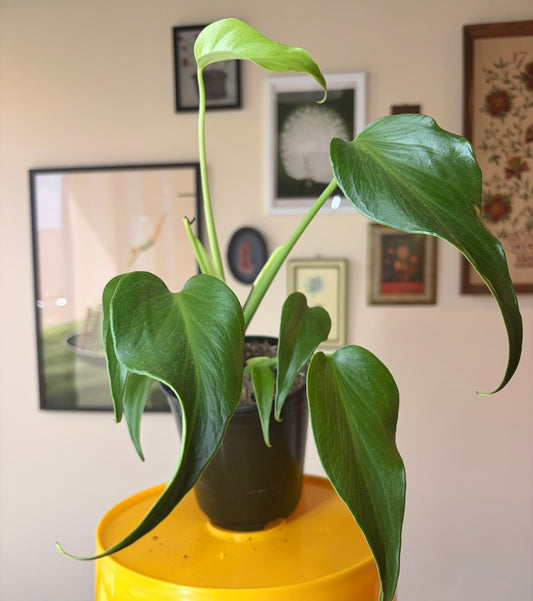 Philodendron 'Burle Marx Flame'