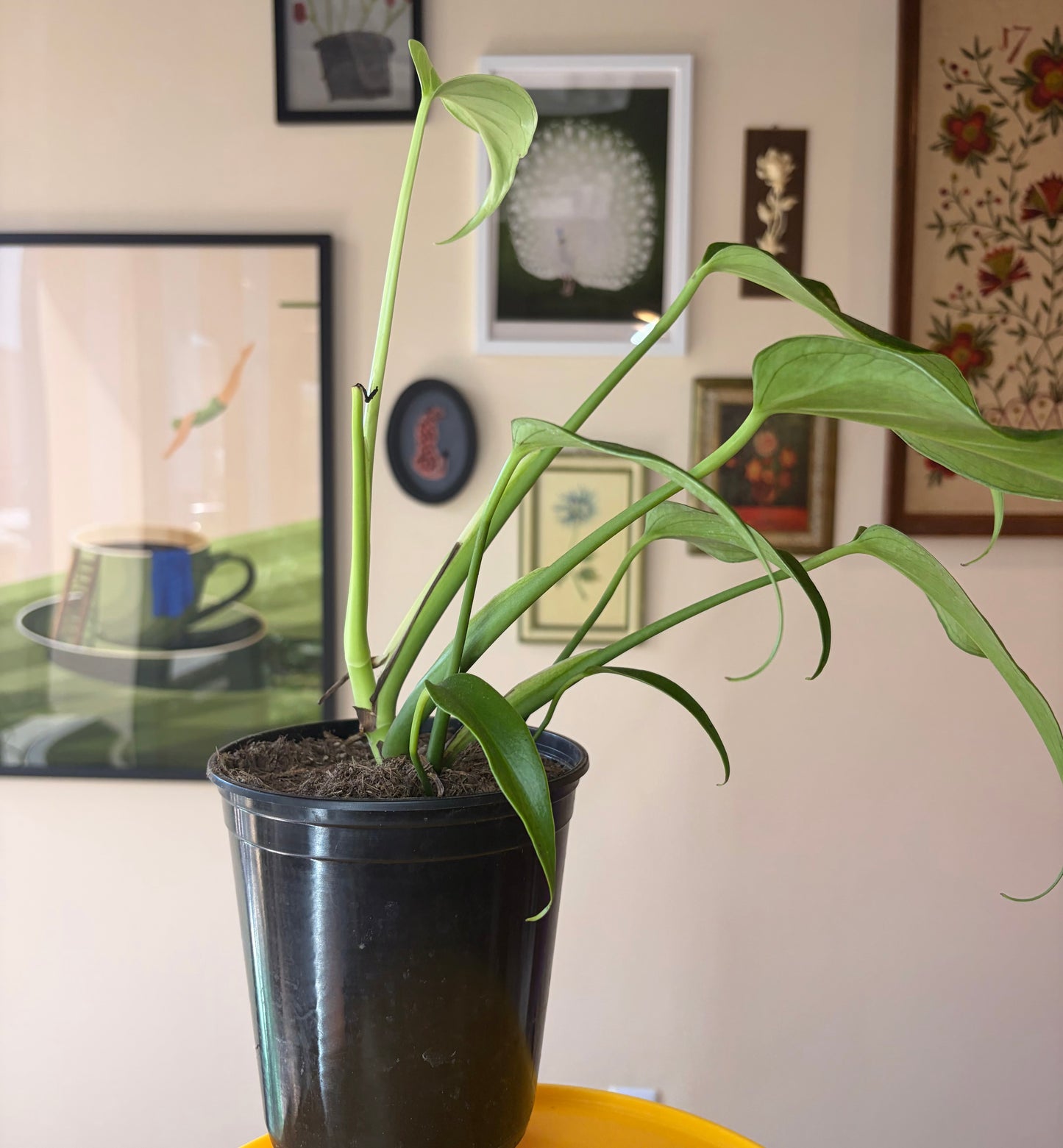 Philodendron 'Burle Marx Flame'