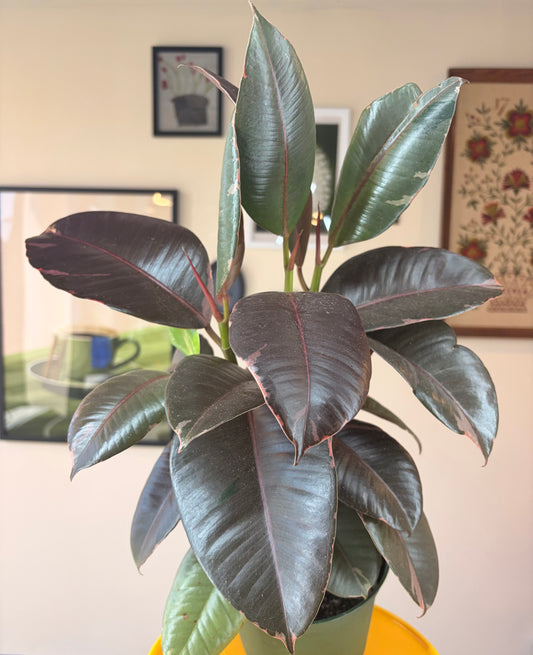 Ficus Elastica 'Ruby Pink'