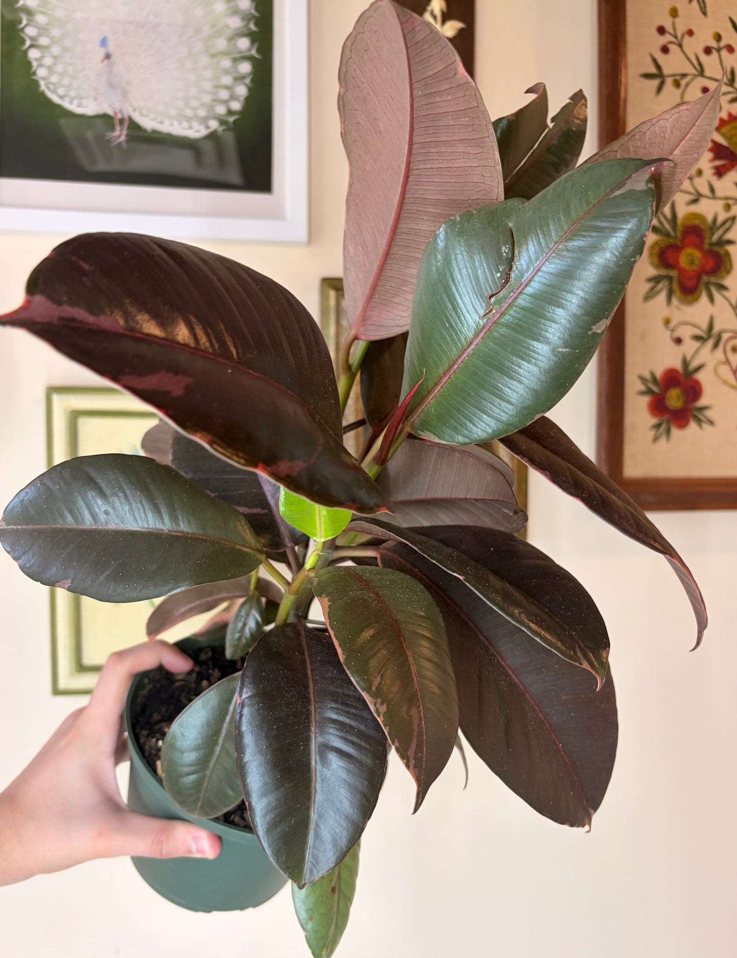 Ficus Elastica 'Ruby Pink'