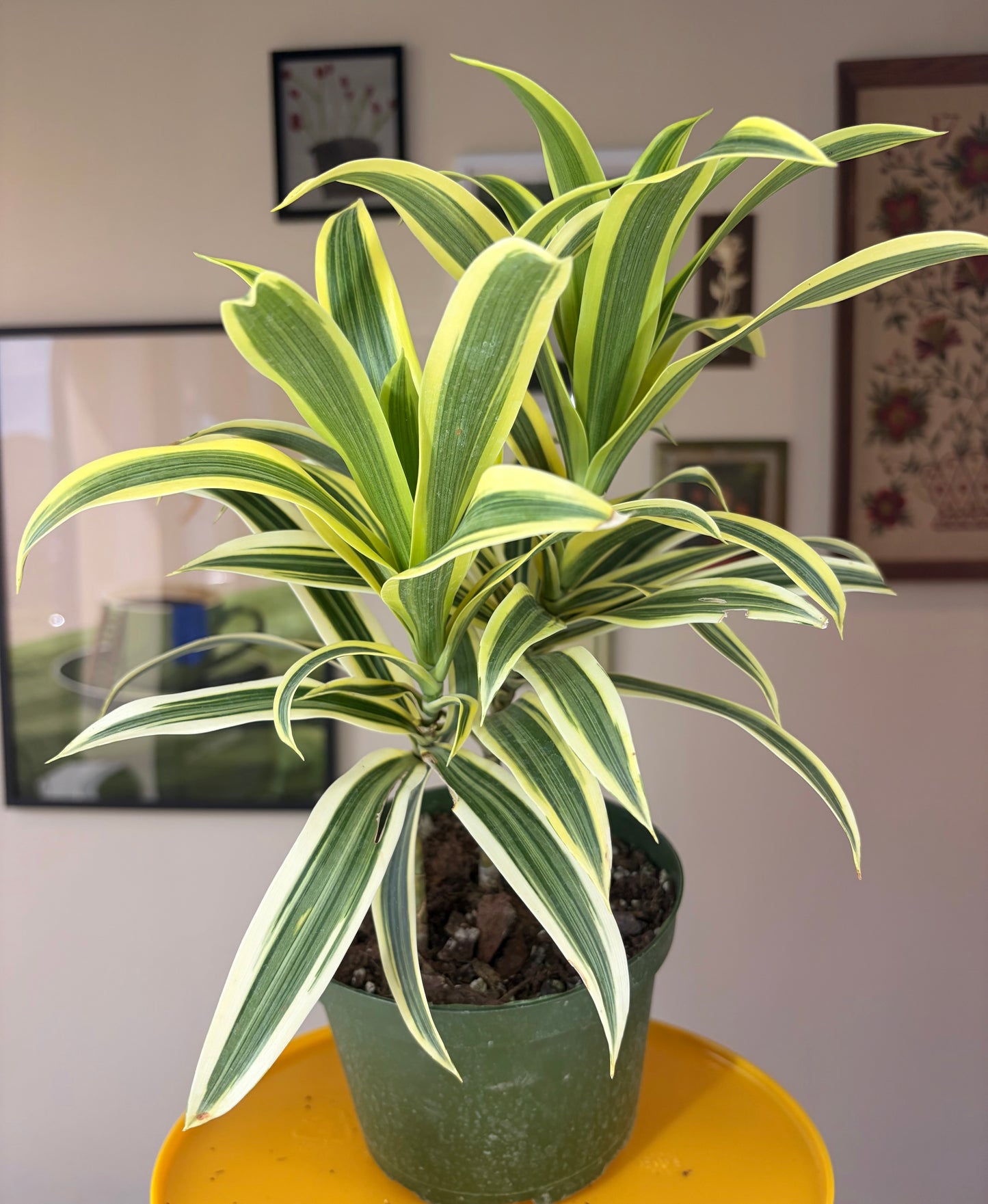 Dracaena Song of India