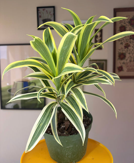 Dracaena Song of India