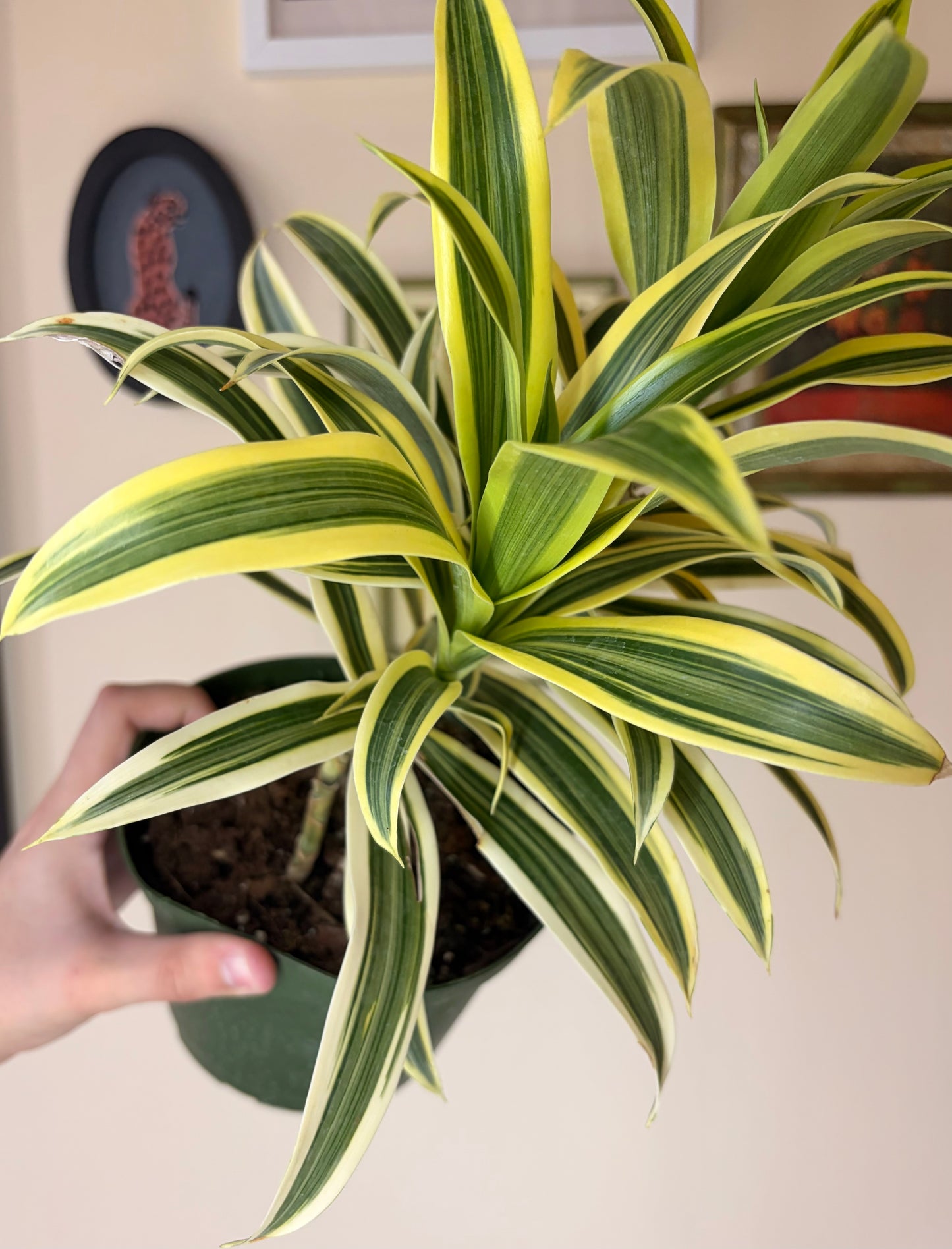 Dracaena Song of India