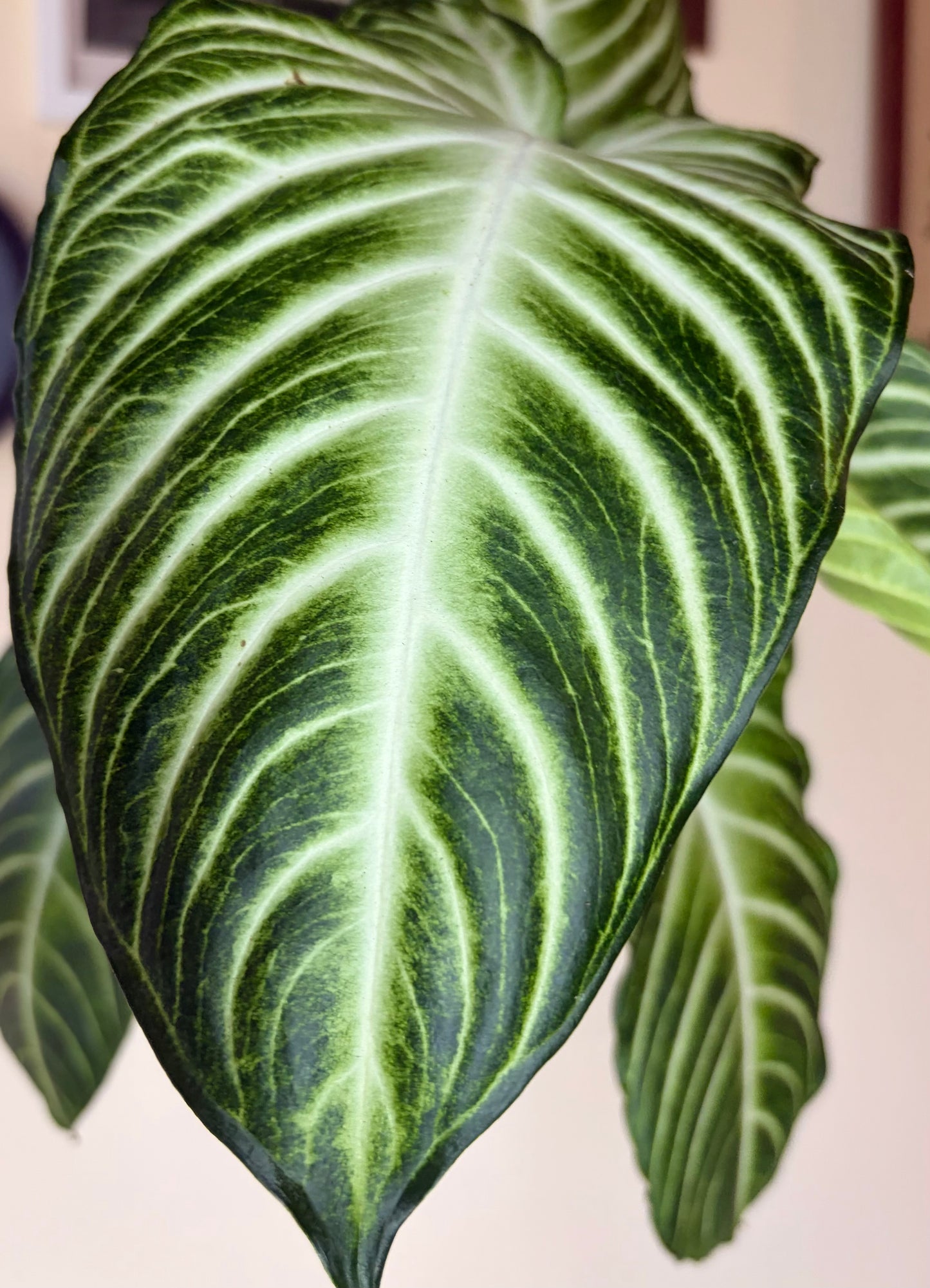 Xanthosoma Lindenii Magnificum