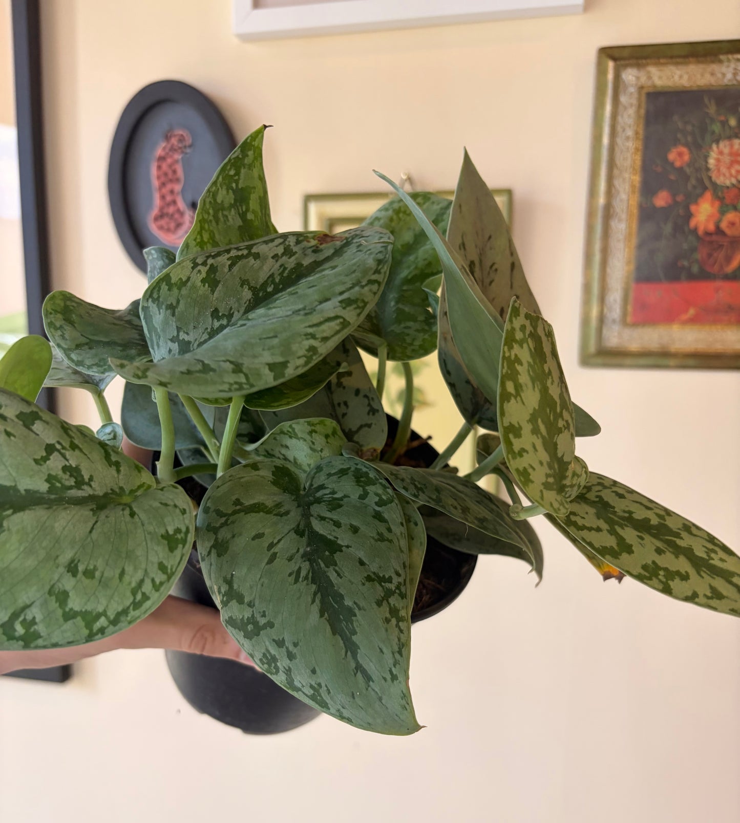 Scindapsus Pictus