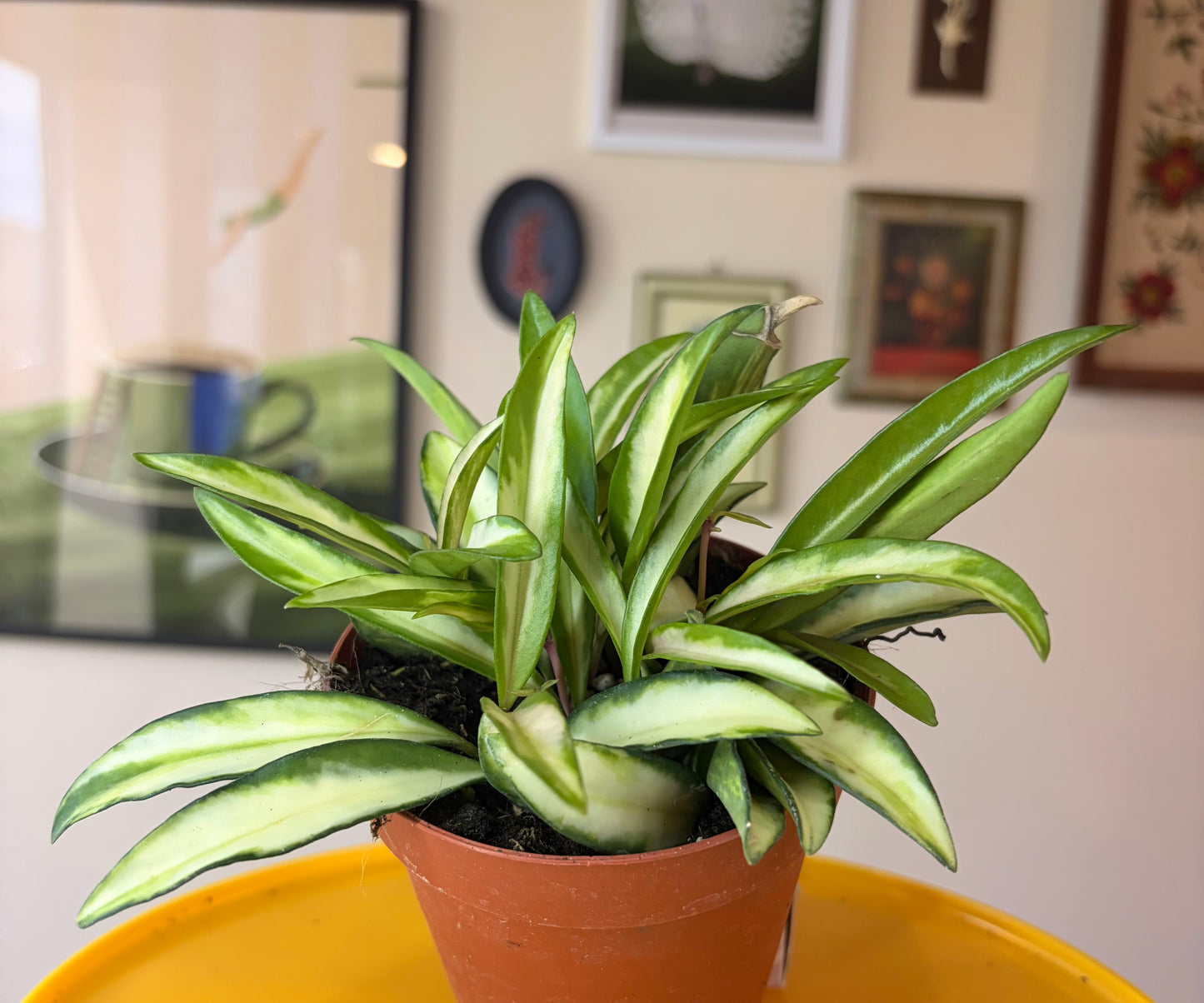 SUBSCRIPTION: Small, 4” Monthly Plant Subscription – June '26