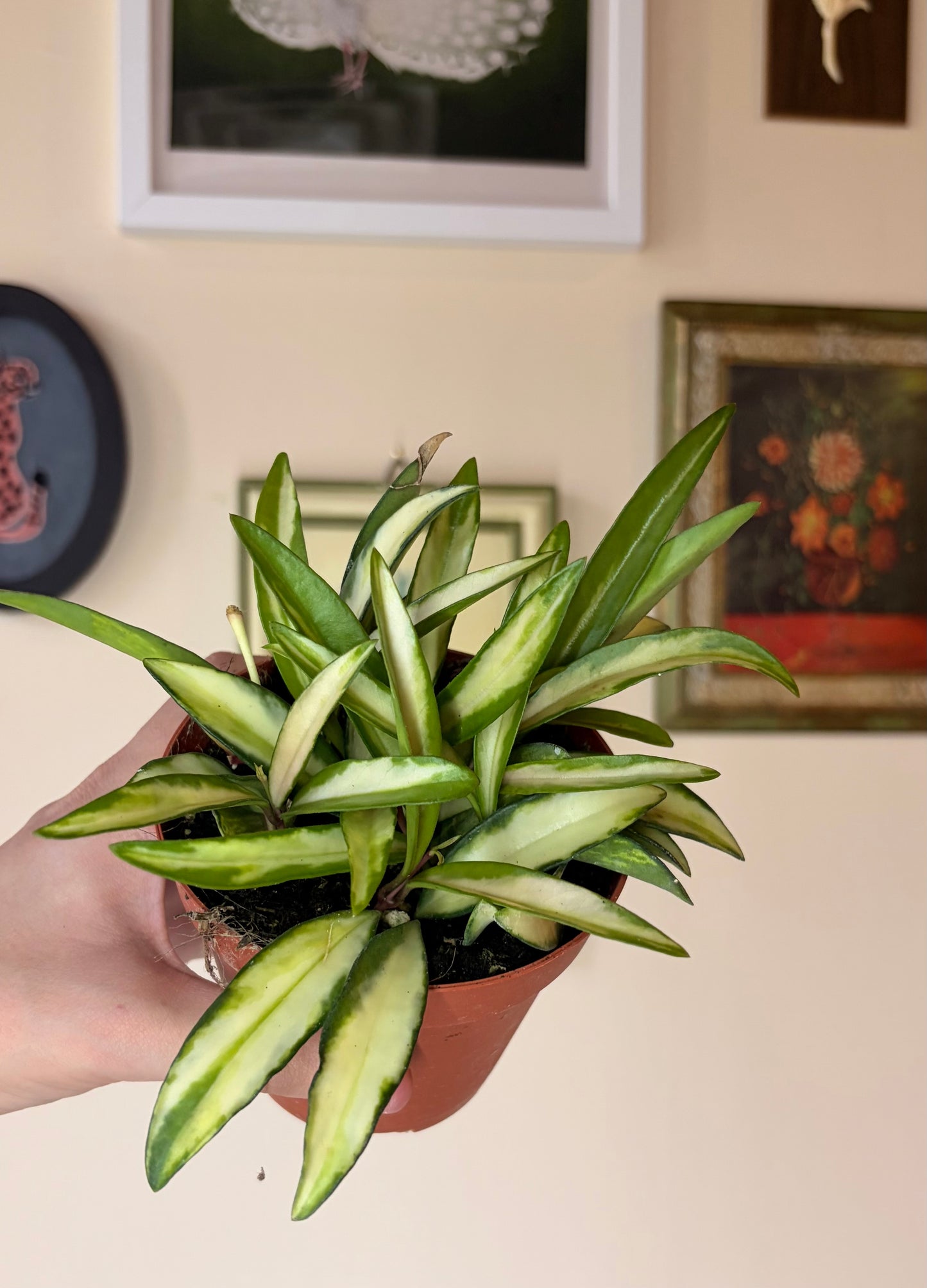 SUBSCRIPTION: Small, 4” Monthly Plant Subscription – June '26