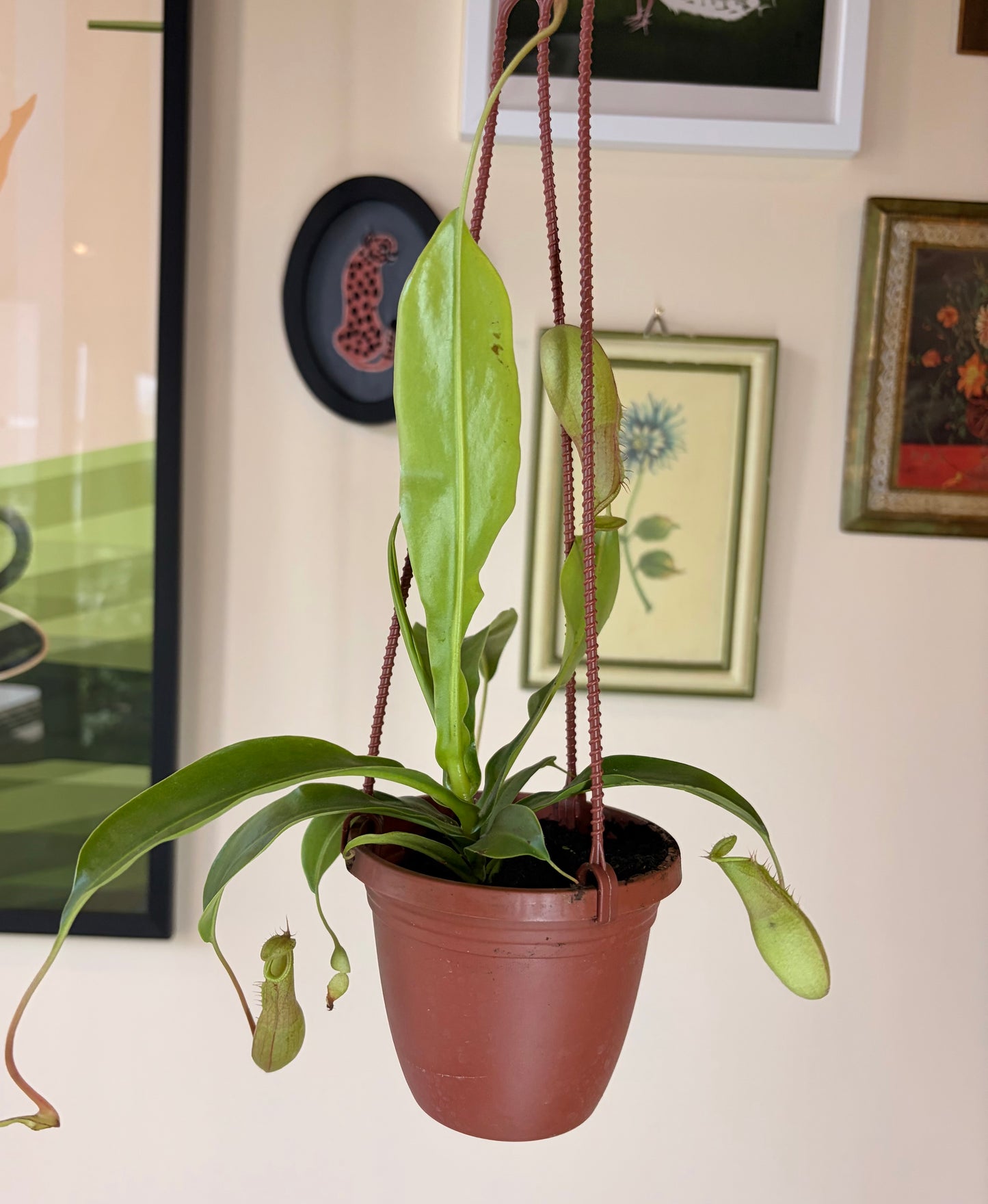 SUBSCRIPTION: Medium, 6” Monthly Plant Subscription – June '26