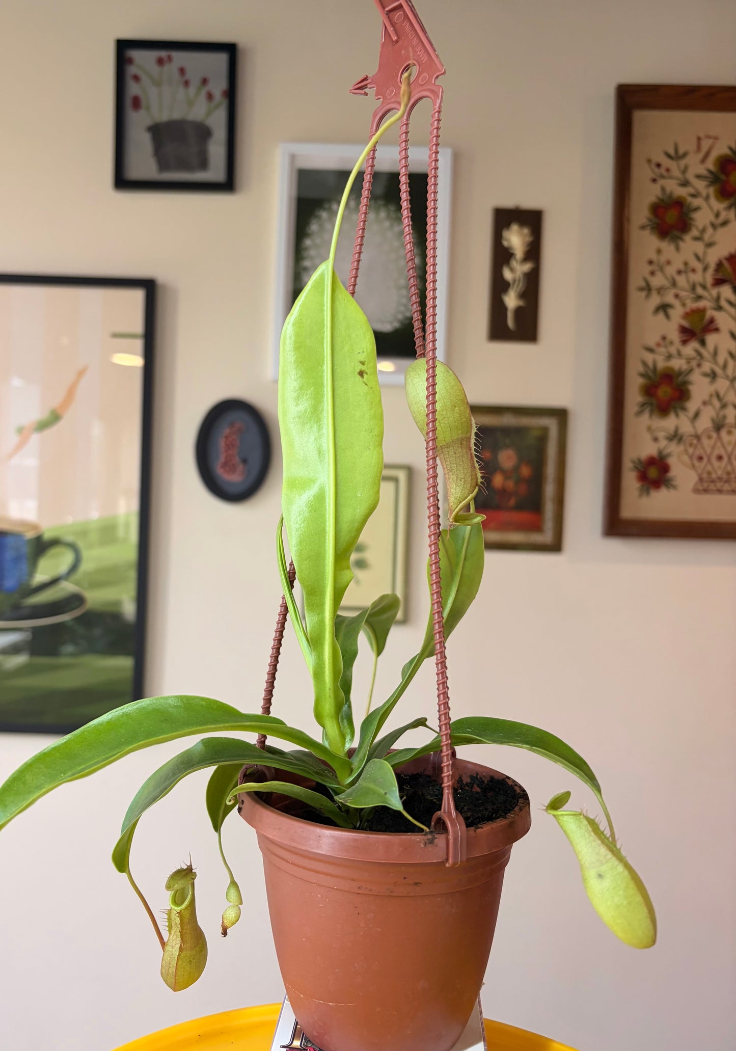 SUBSCRIPTION: Medium, 6” Monthly Plant Subscription – June '26