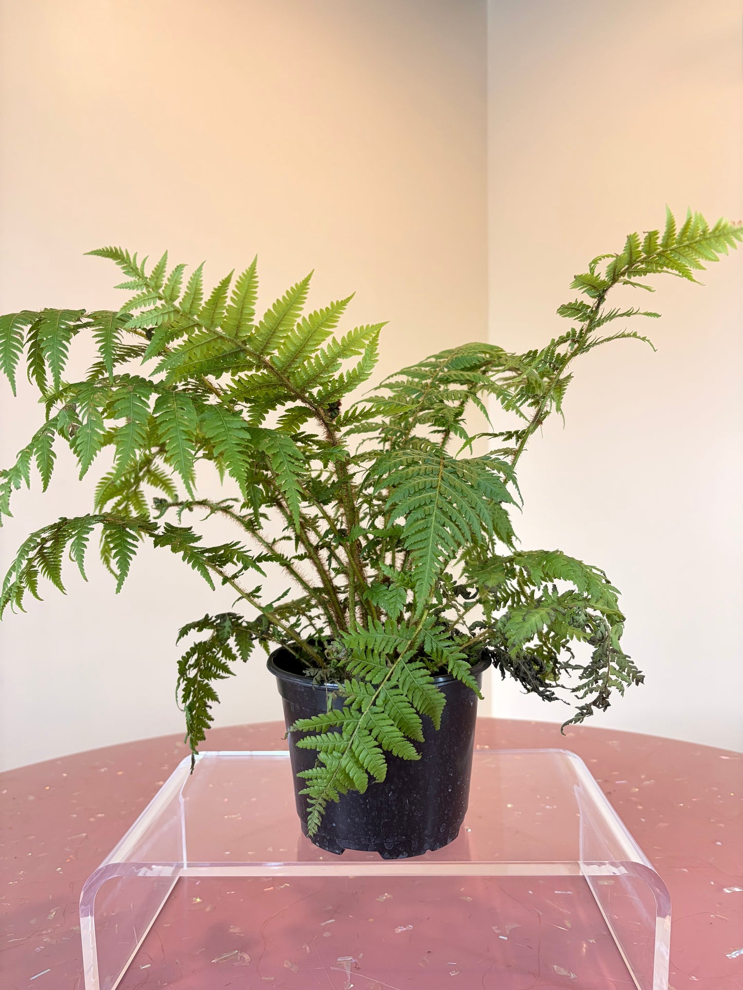 Cyathea Cooperi Australian Tree Fern, 6.5" pot