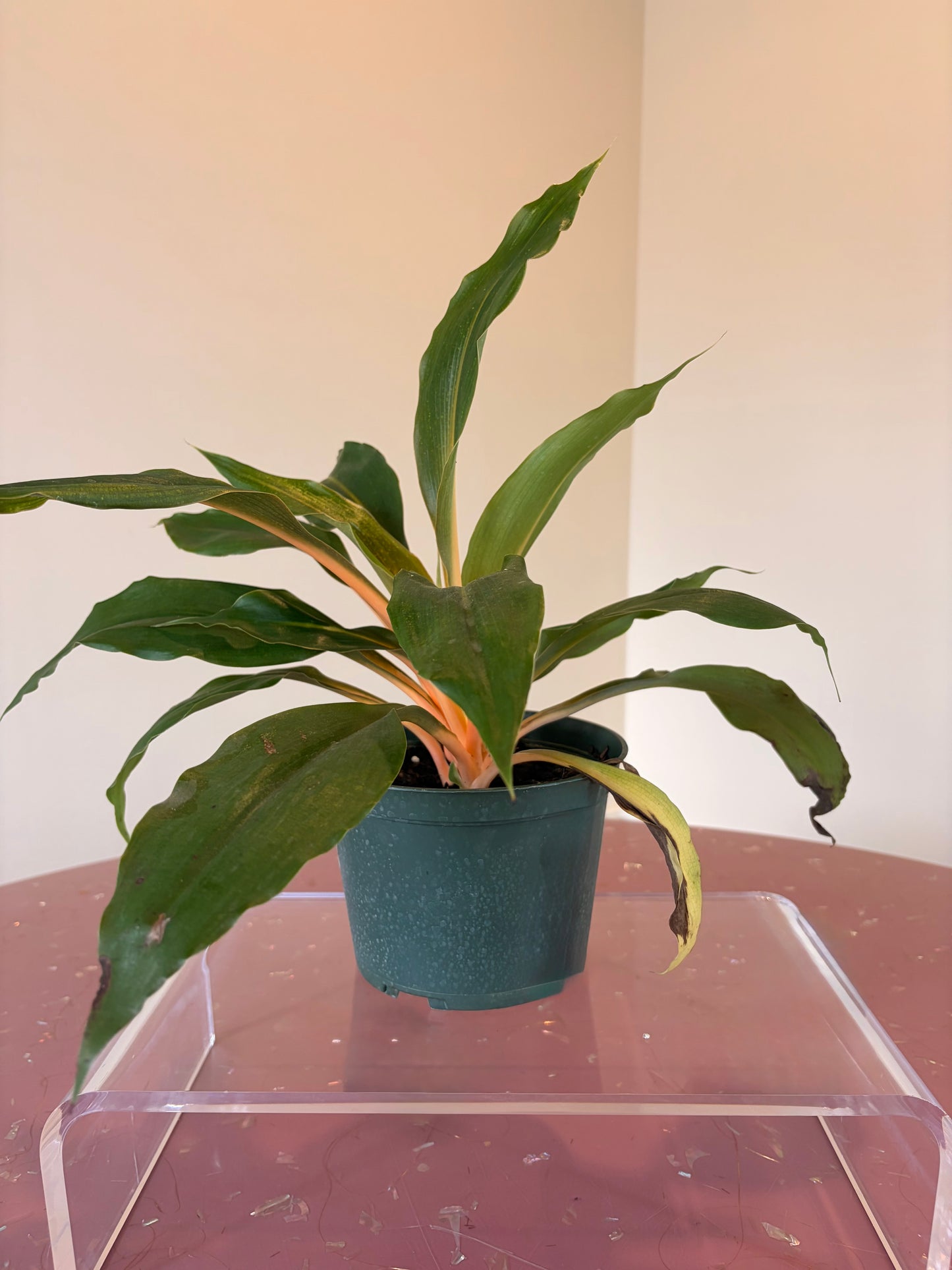 Chlorophytum Mandarin Orange, 6" pot
