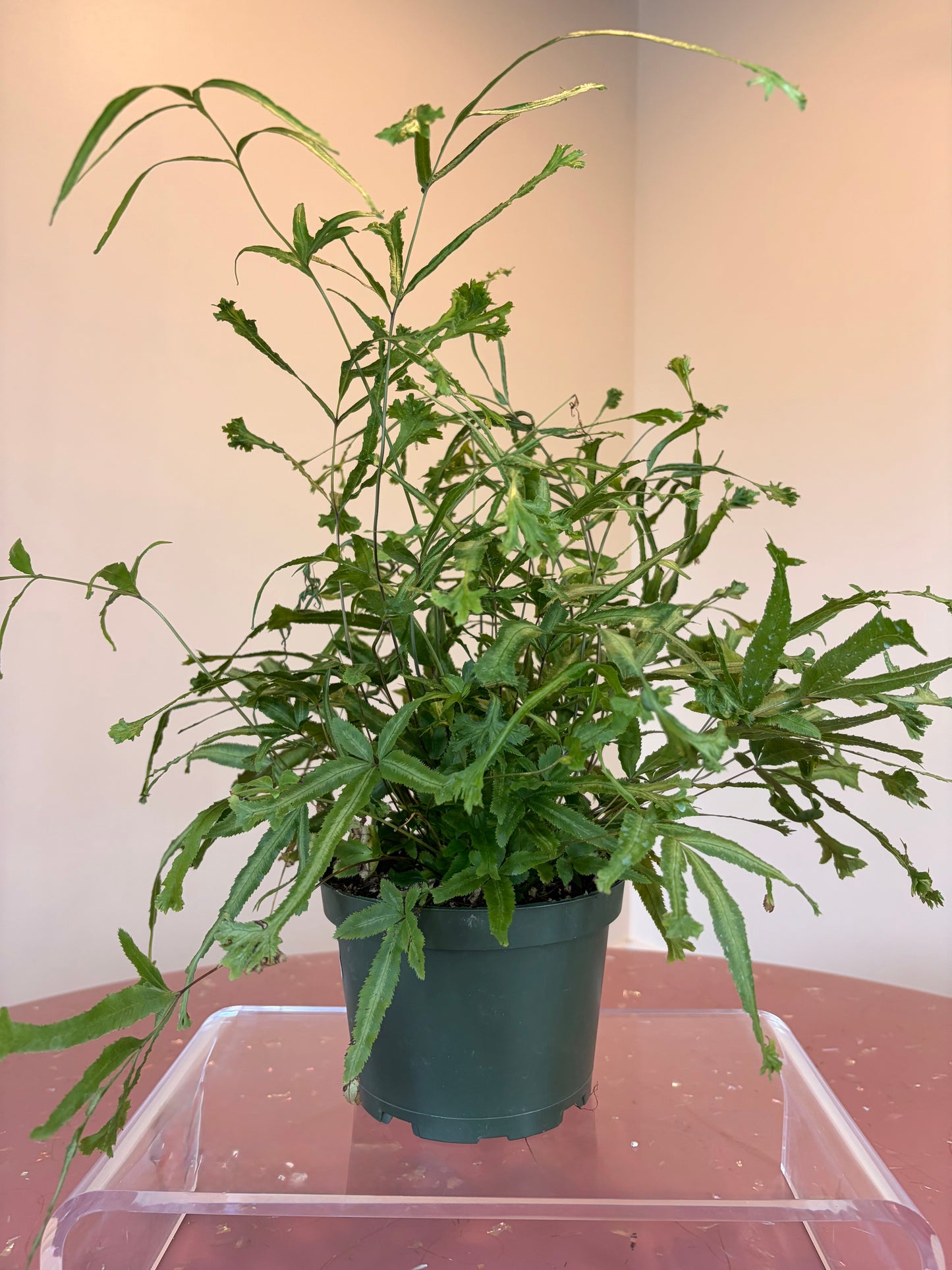 Pteris Cretica Mayi Fern, 6.5" pot