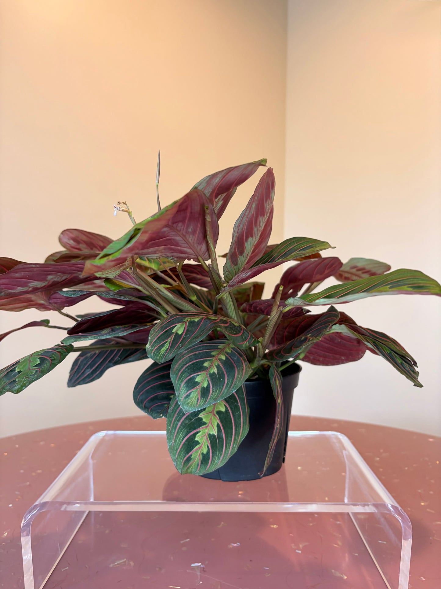 Maranta Red Prayer Plant, 6" pot