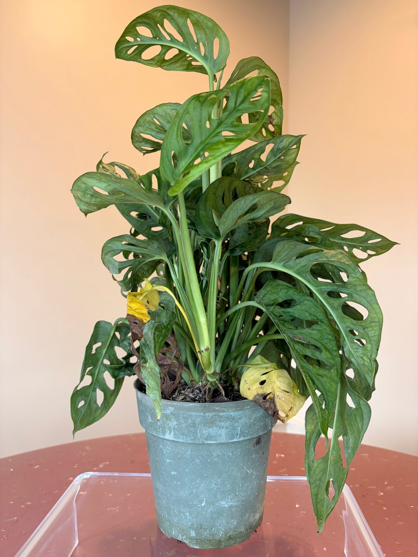 Swiss Cheese Plant Monstera Adansonii, 6" pot