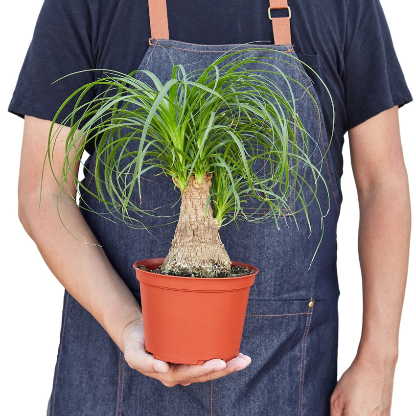 SUBSCRIPTION: Medium, 6” Monthly Plant Subscription – August '26