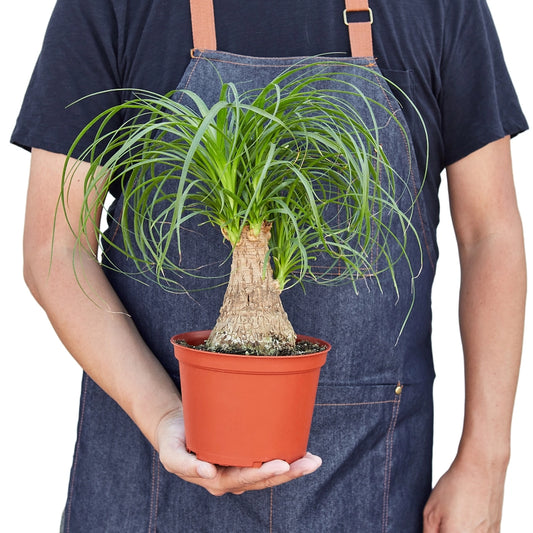 SUBSCRIPTION: Medium, 6” Monthly Plant Subscription – August '26