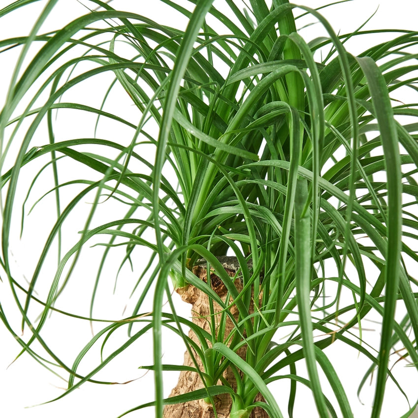 SUBSCRIPTION: Medium, 6” Monthly Plant Subscription – August '26