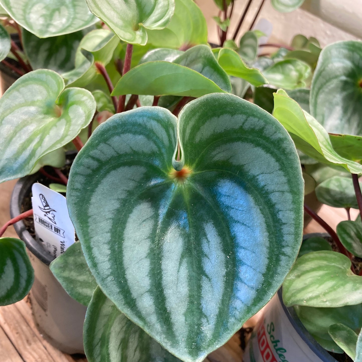 SUBSCRIPTION: Small, 4” Monthly Plant Subscription – April '26